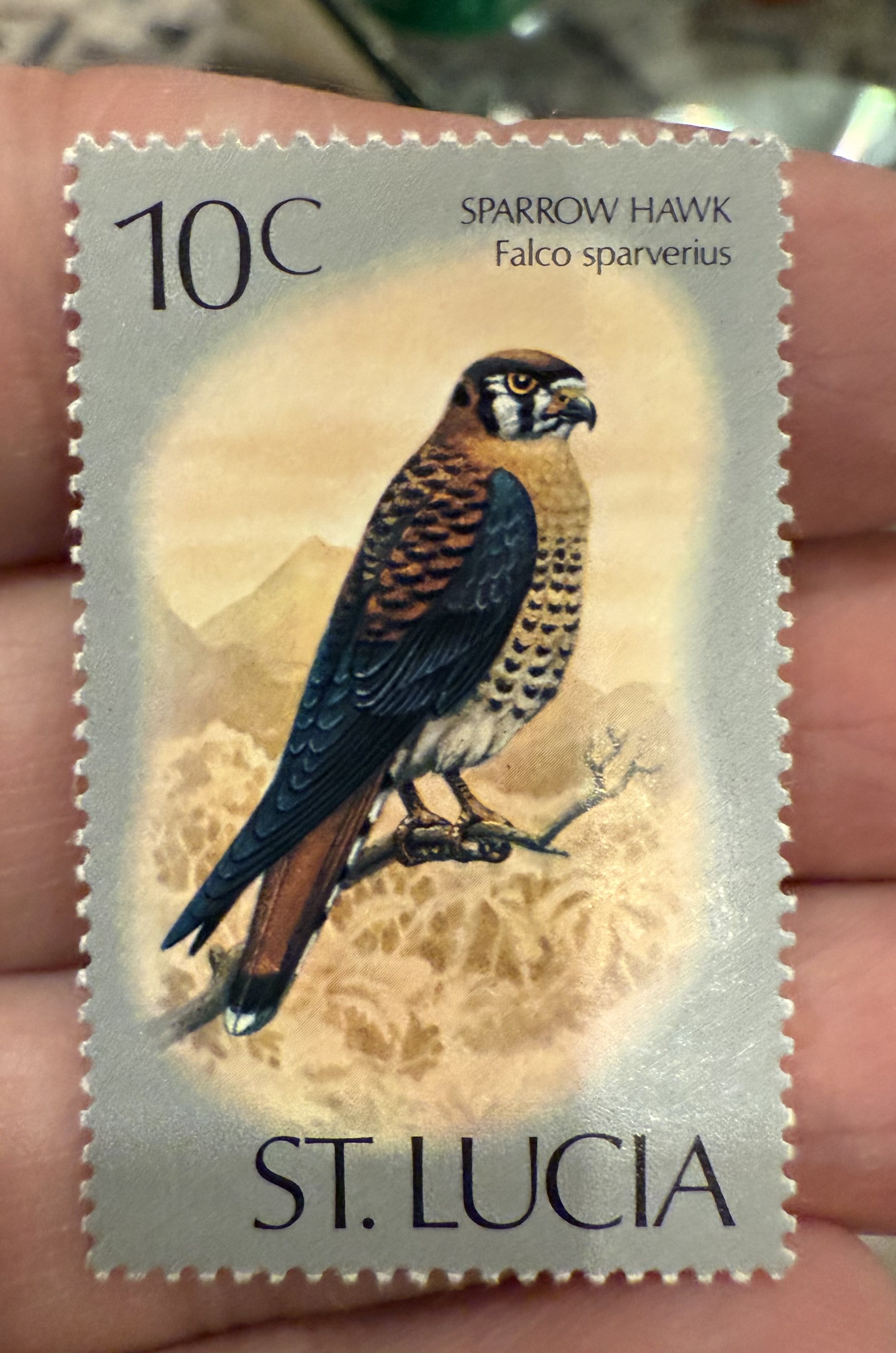 Sparrow Hawk- Saint Lucia