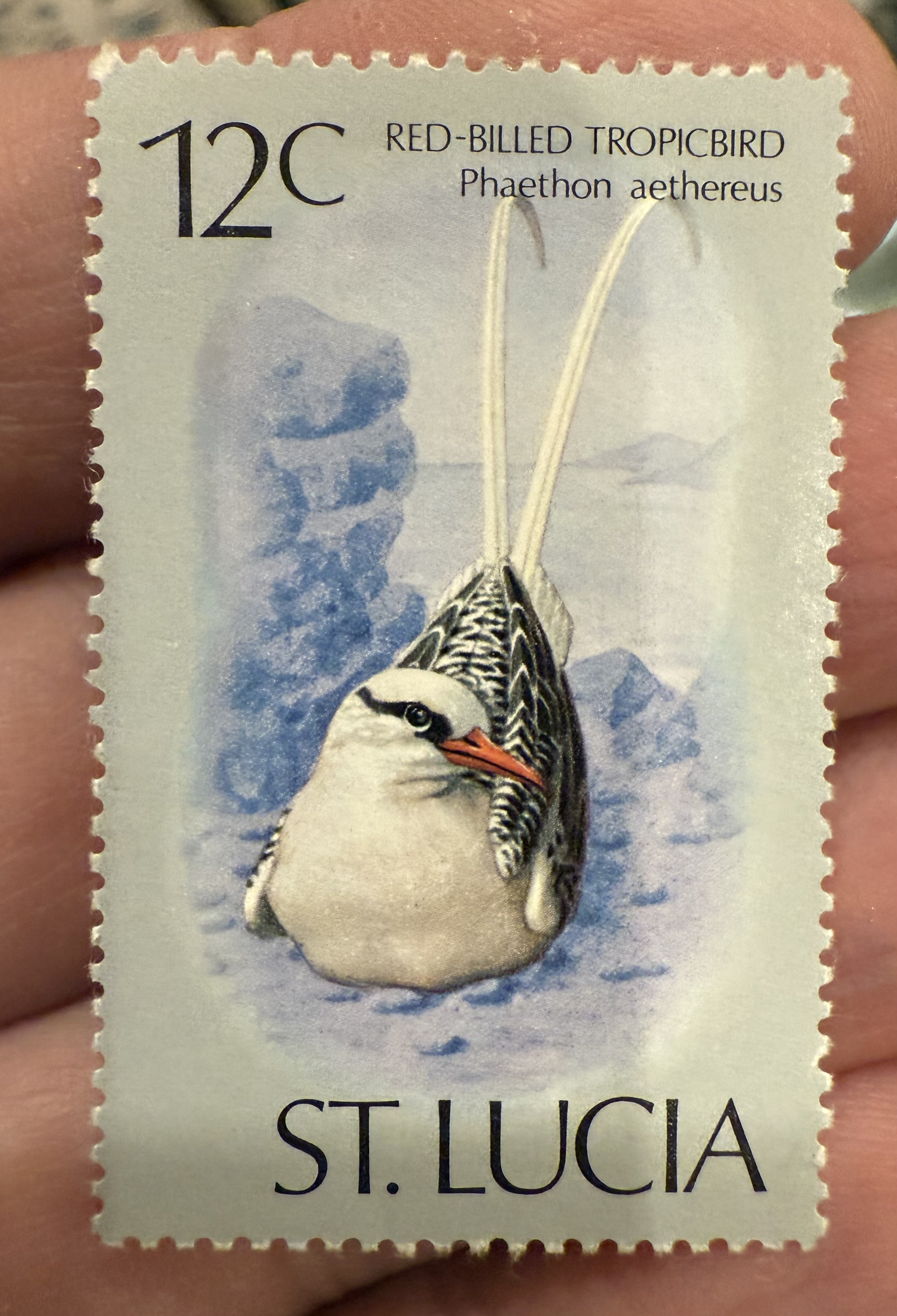 Red Billed Tropicbird