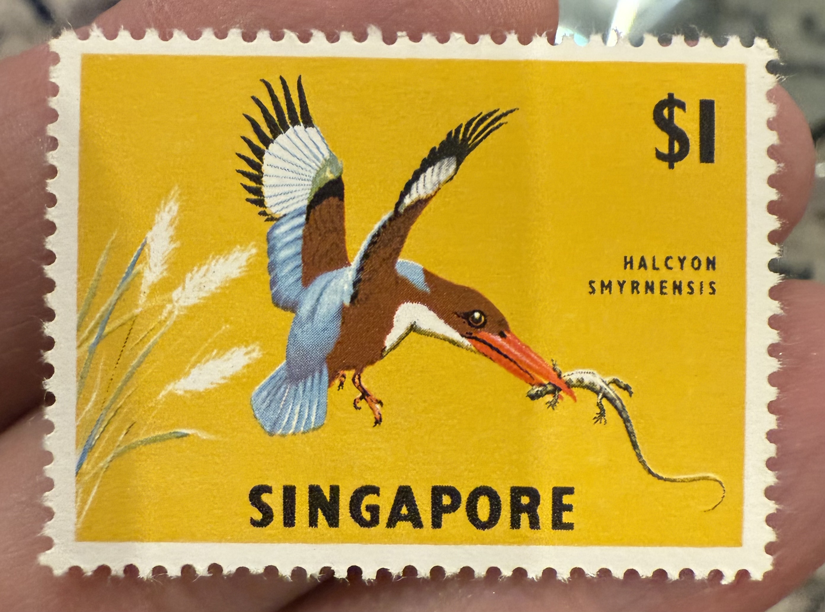 White Throated Kingfisher