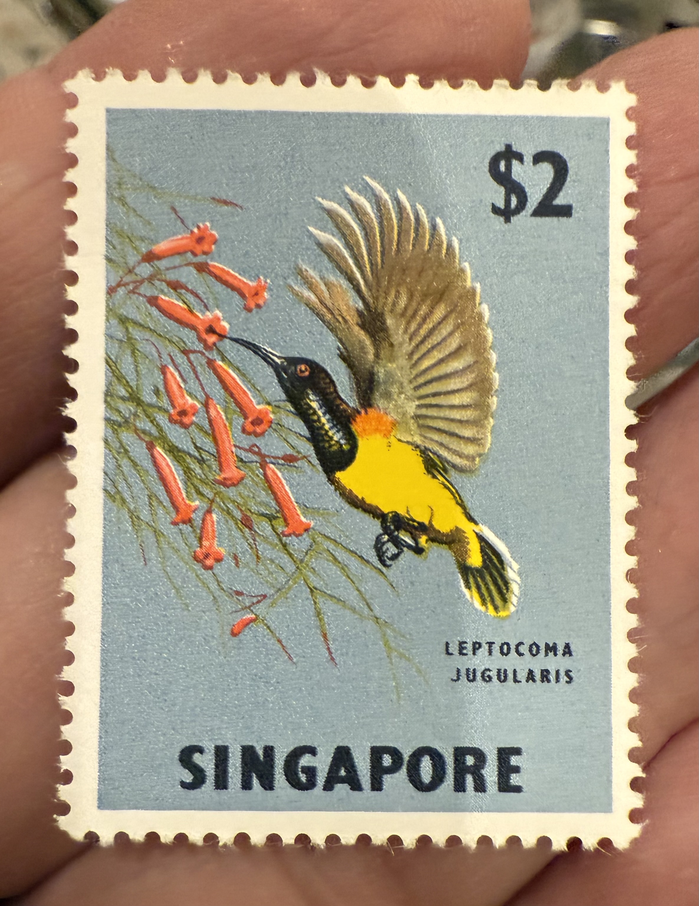 Yellow Breasted Sunbird-Singapore