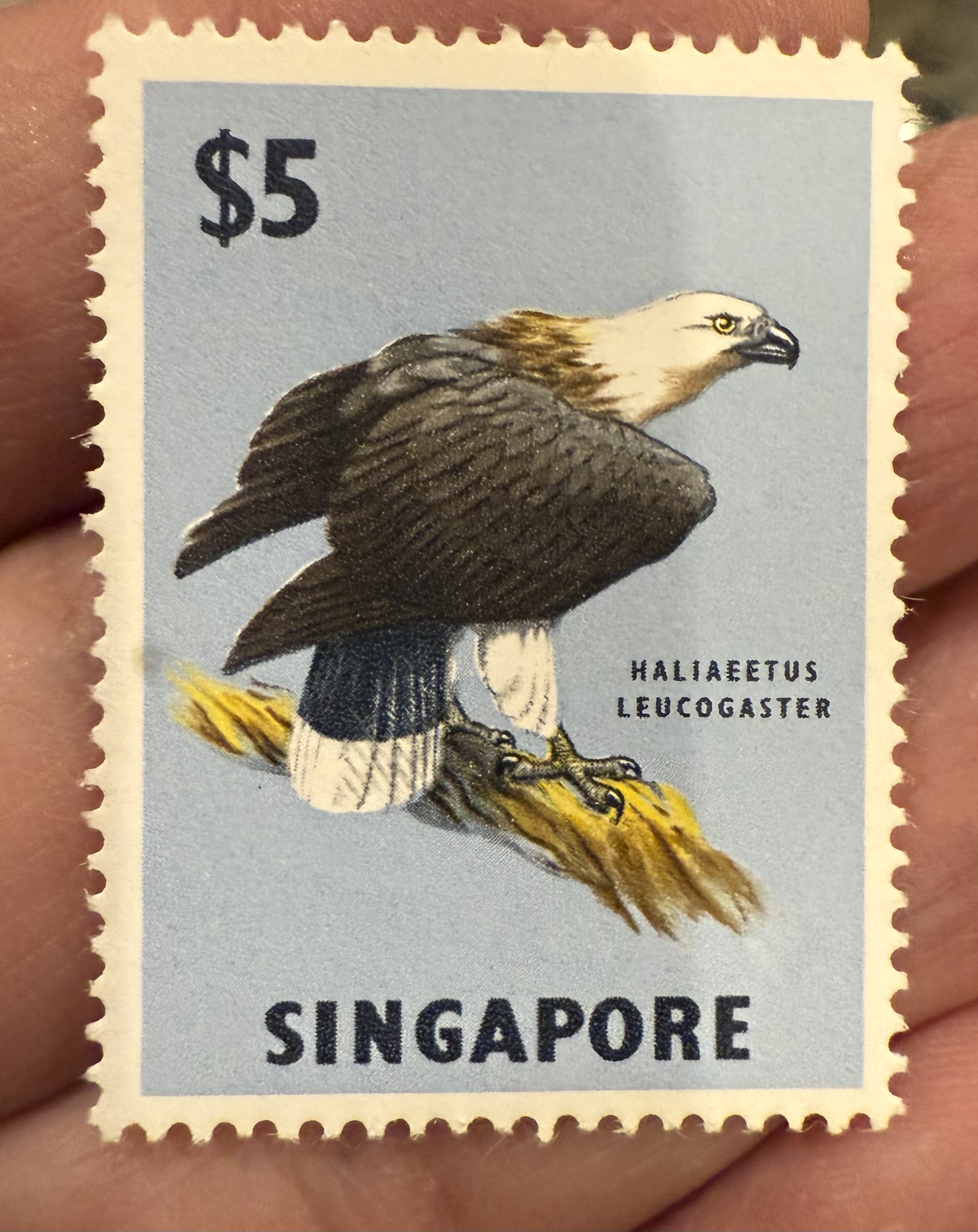 White Bellied Sea Eagle