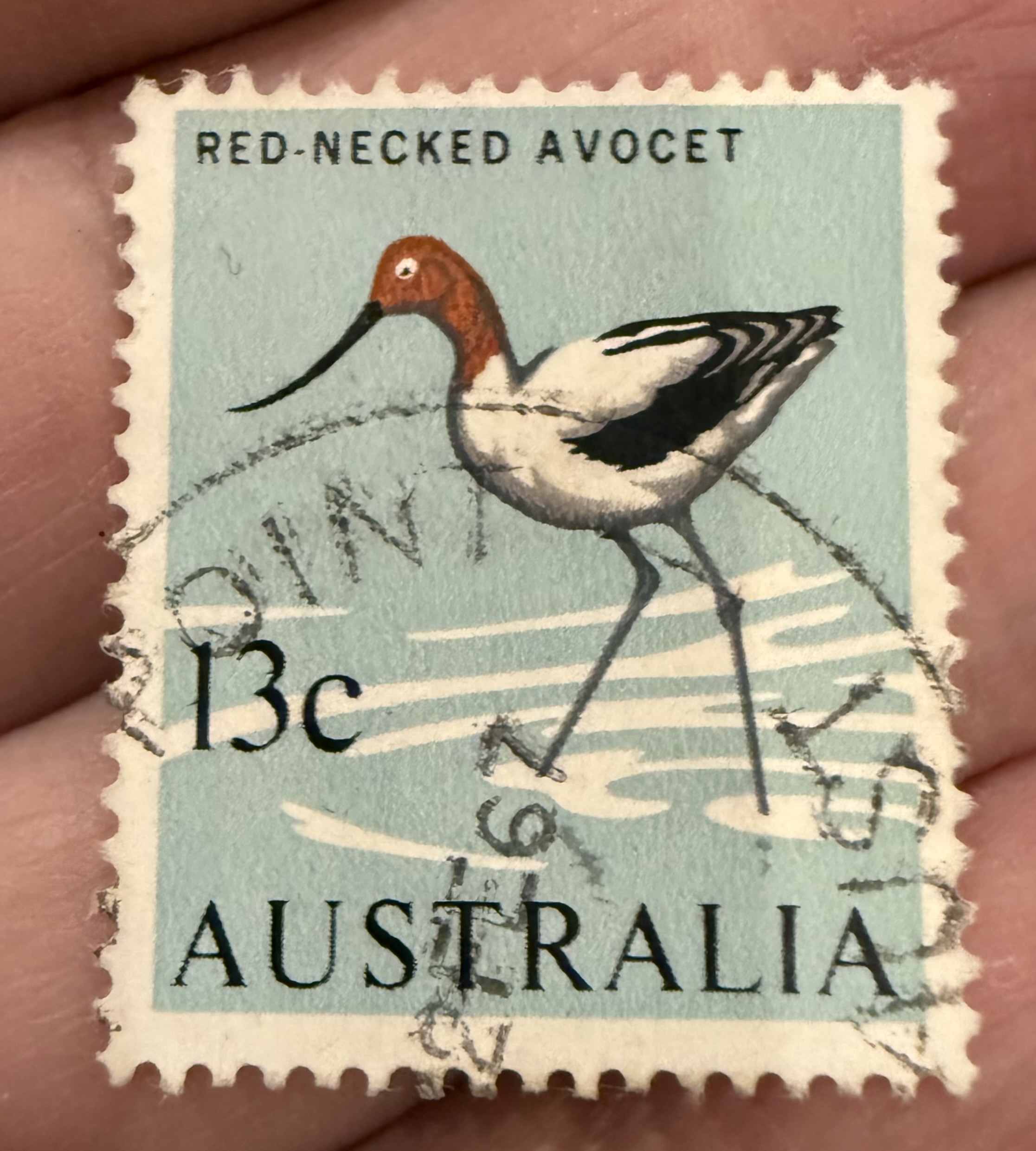 Red Necked Avocet