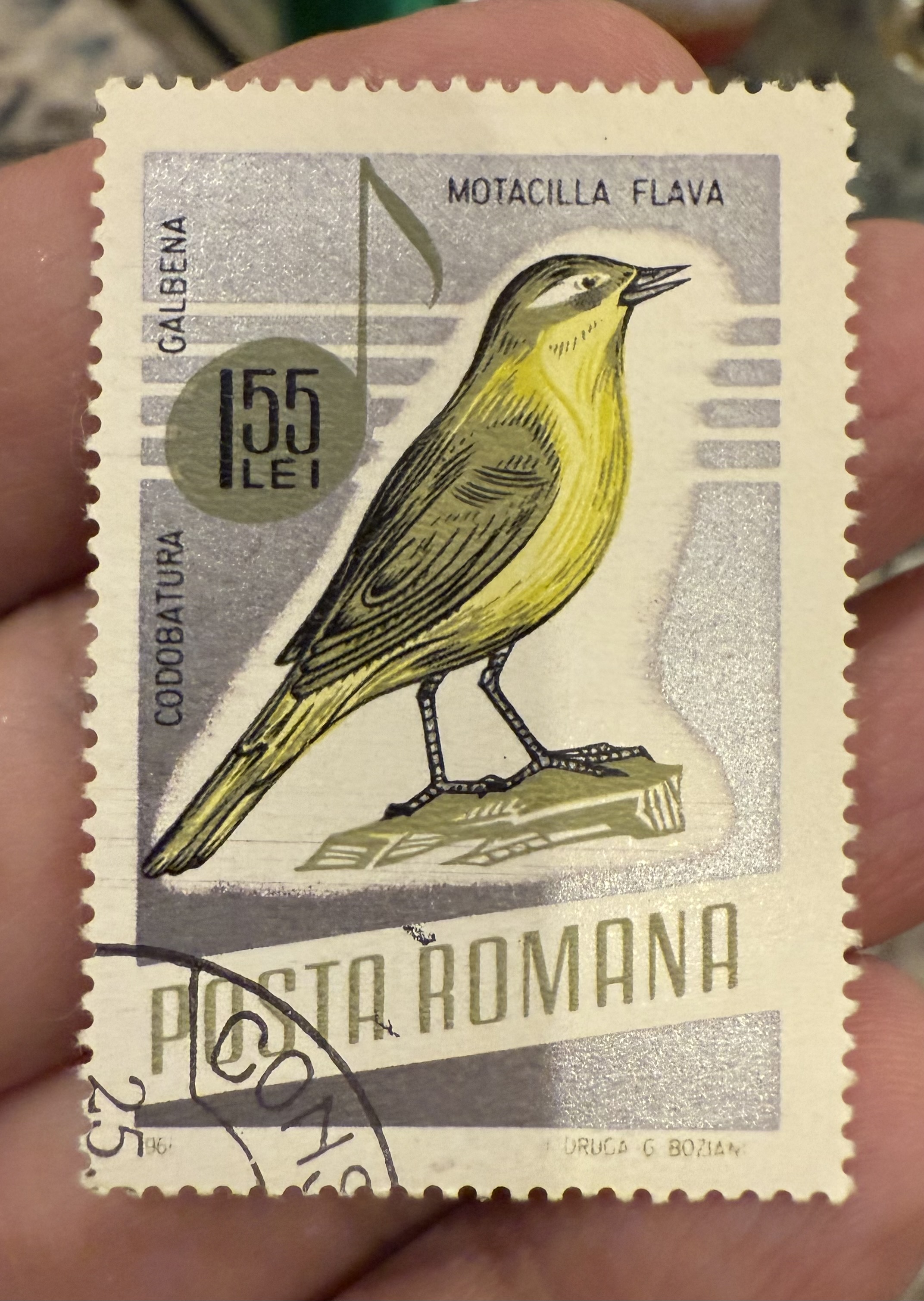 Western Yellow Wagtail- Romania