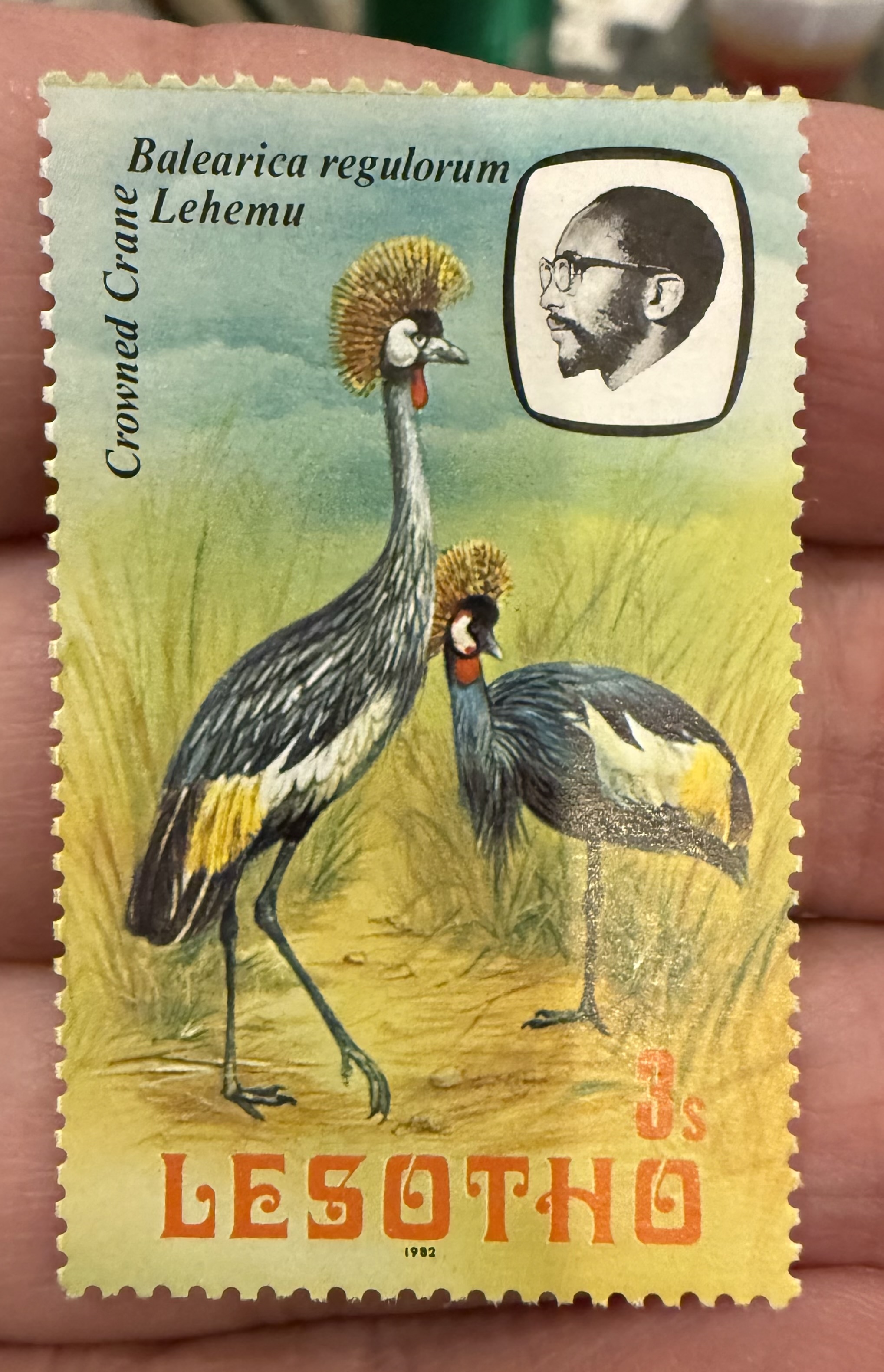 Grey Crowned Crane