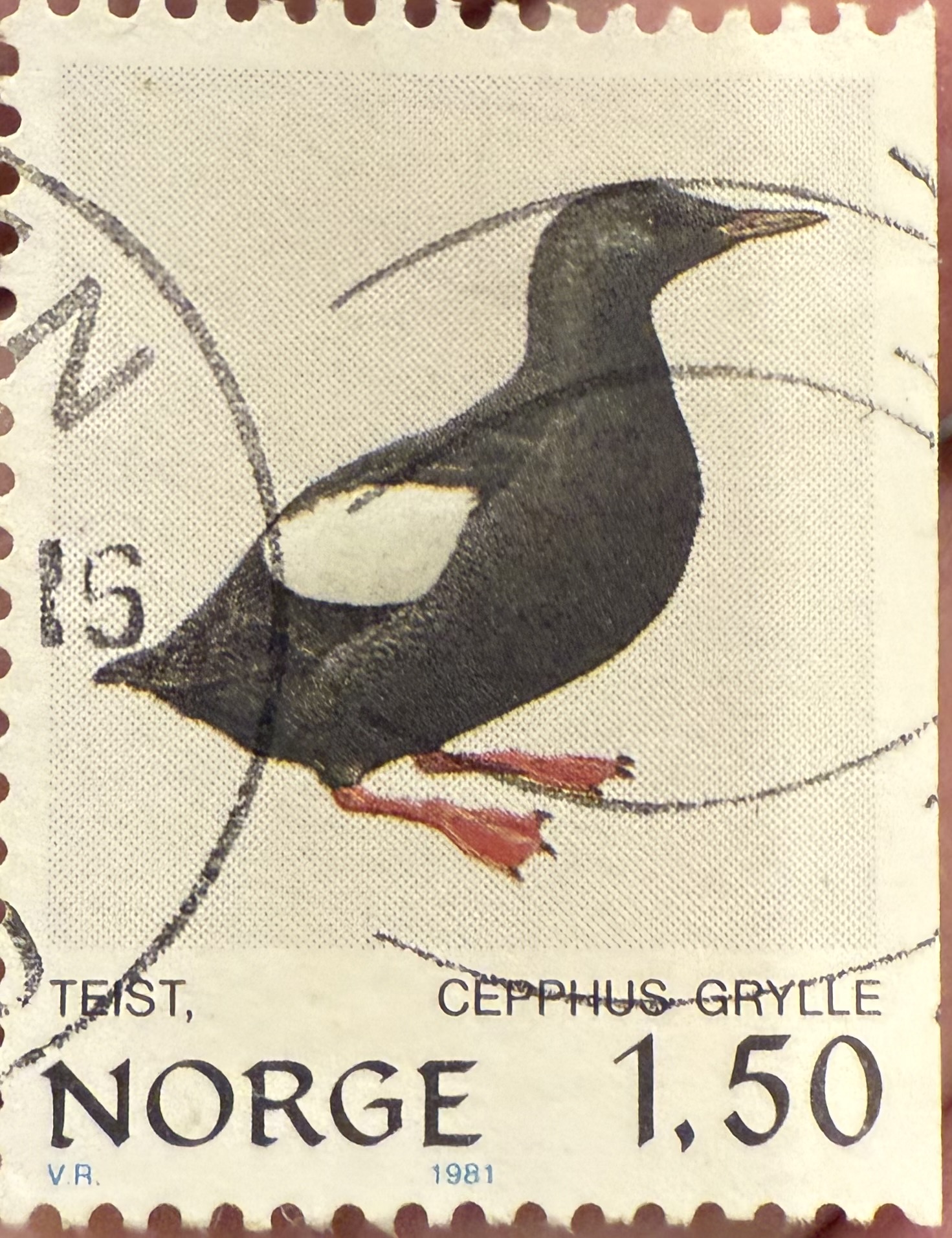 Black Guillemot