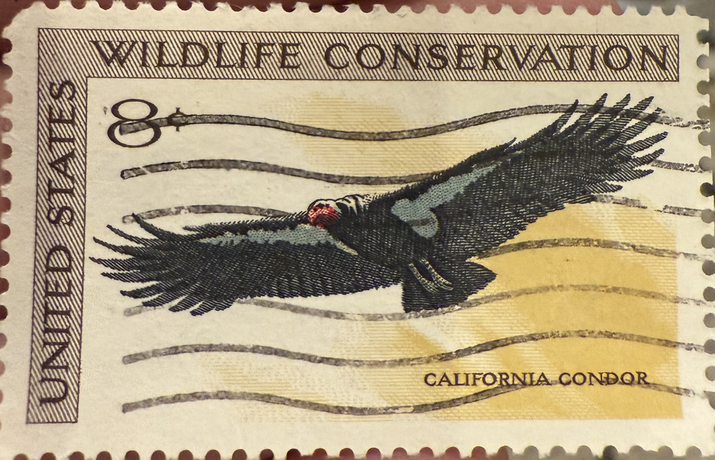 California Condor