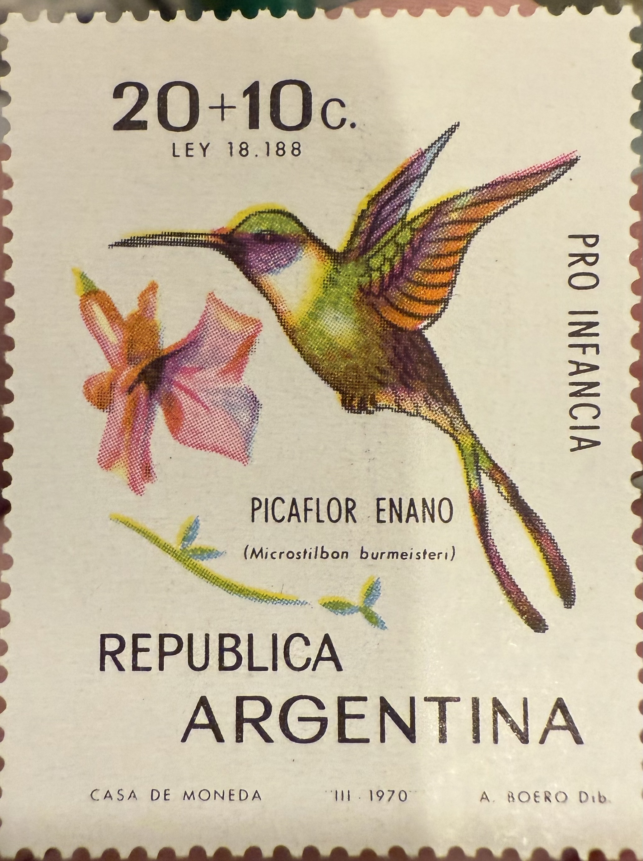 Hummingbird-Argentina