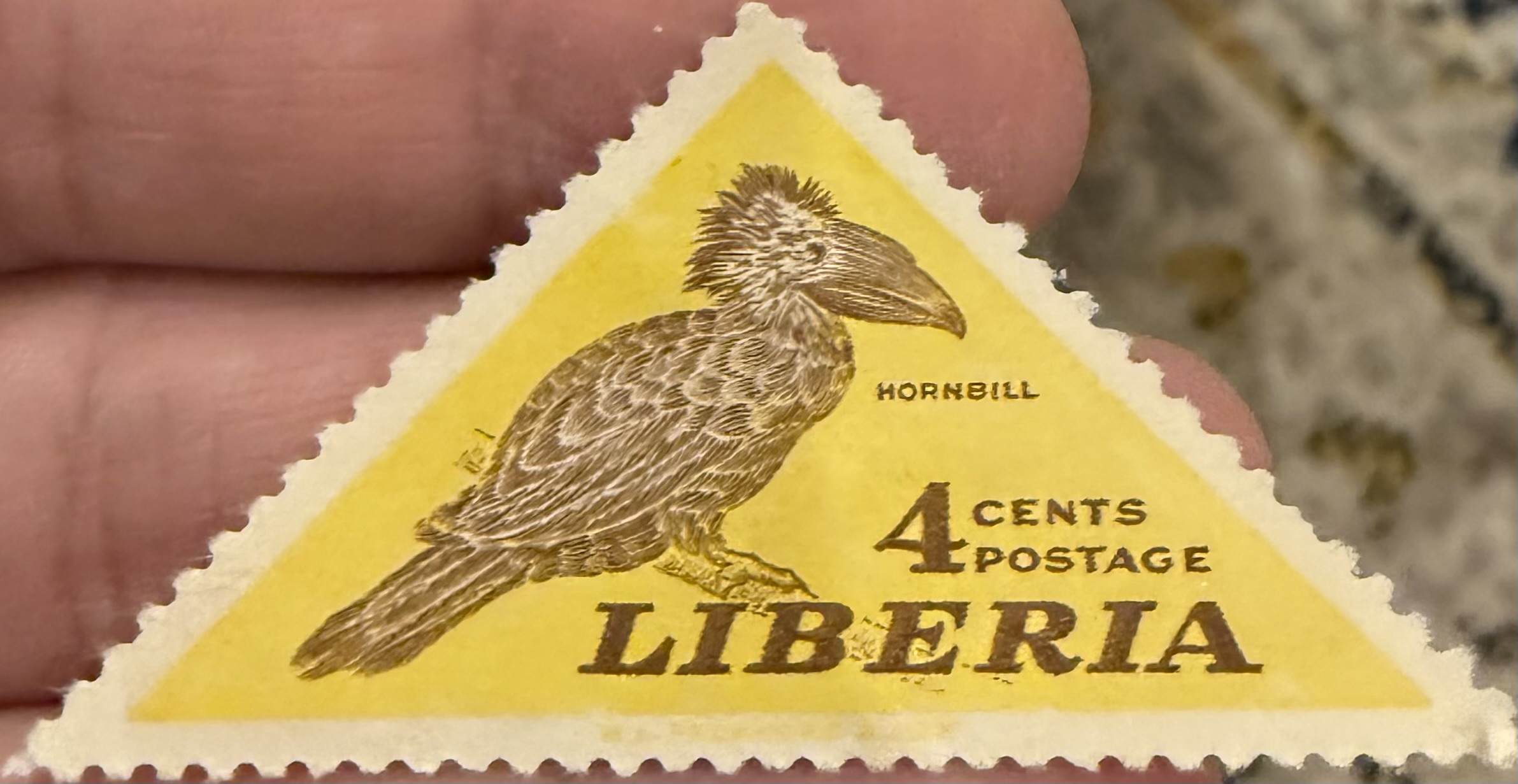 Silvery Cheeked Hornbill