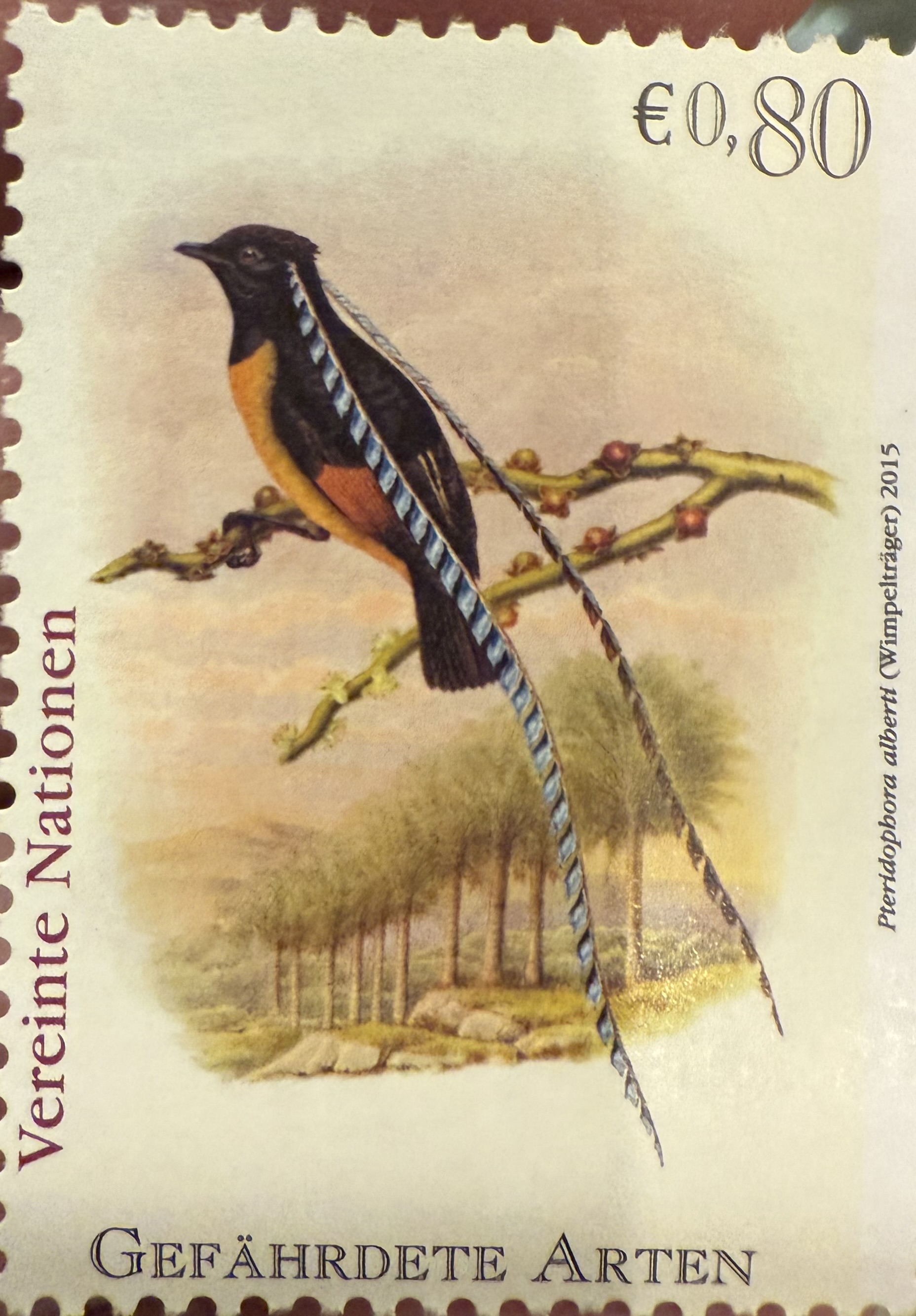 King of Saxony Bird of Paradise