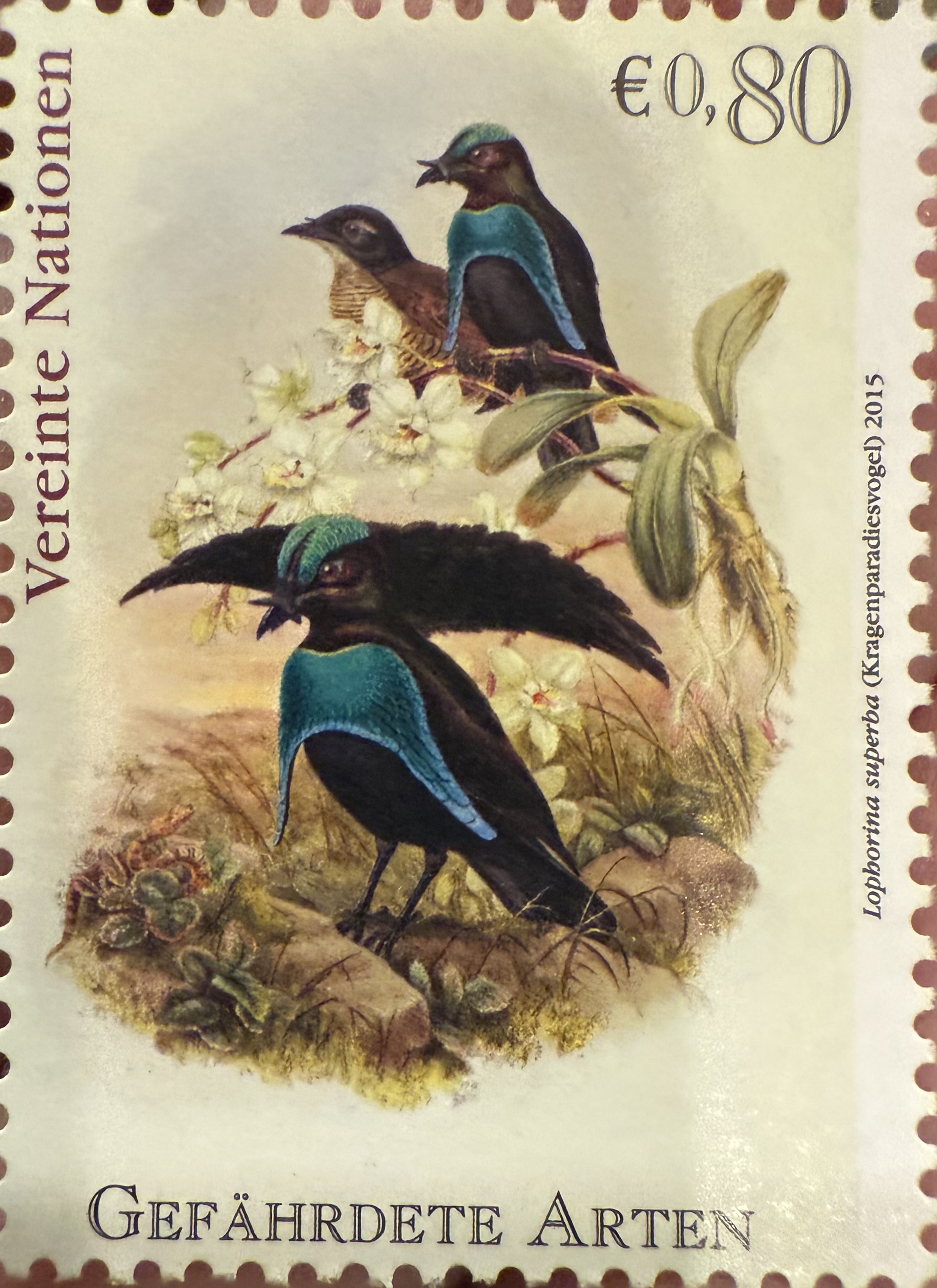 Superb Bird of Paradise