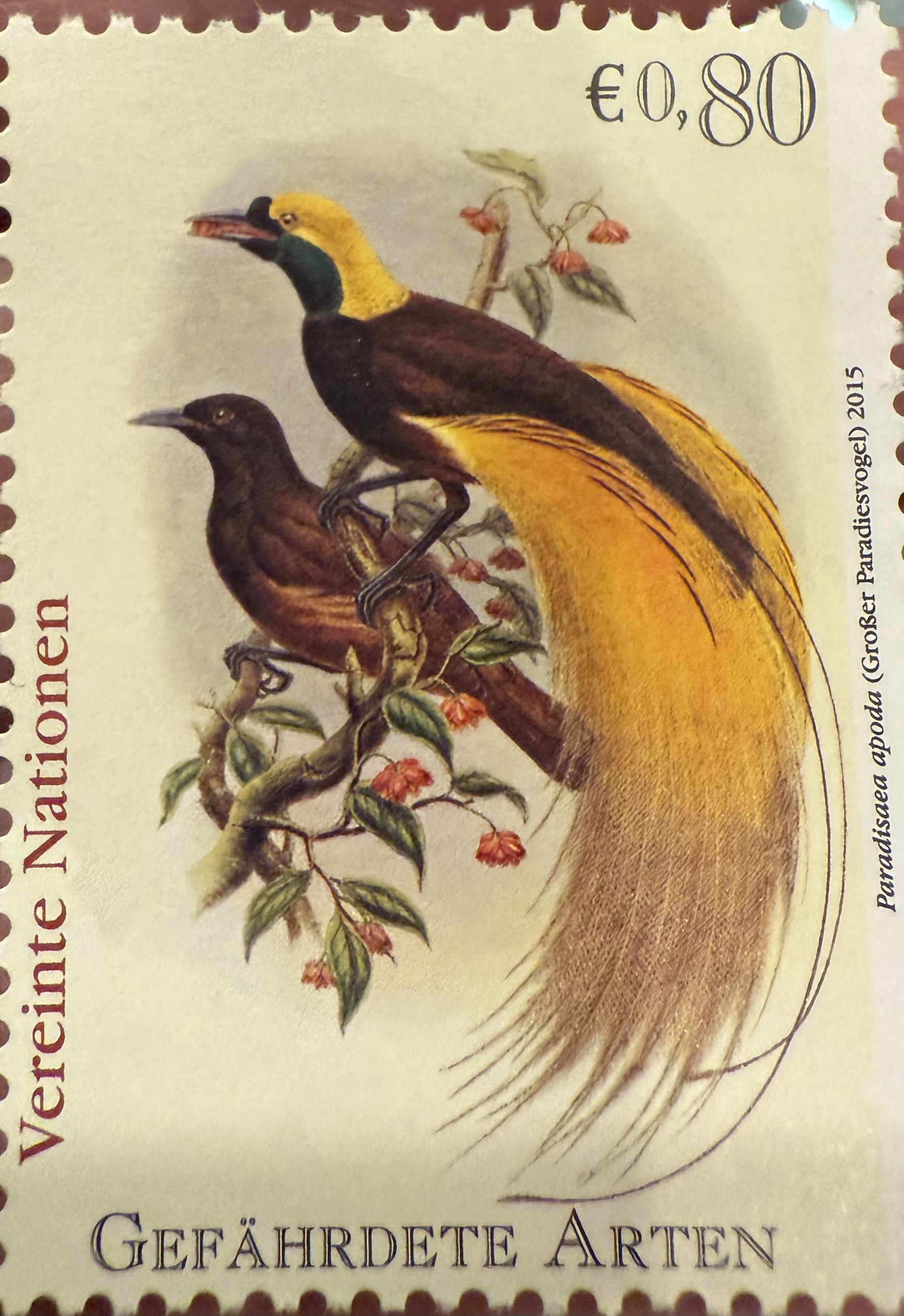 Greater Bird of Paradise