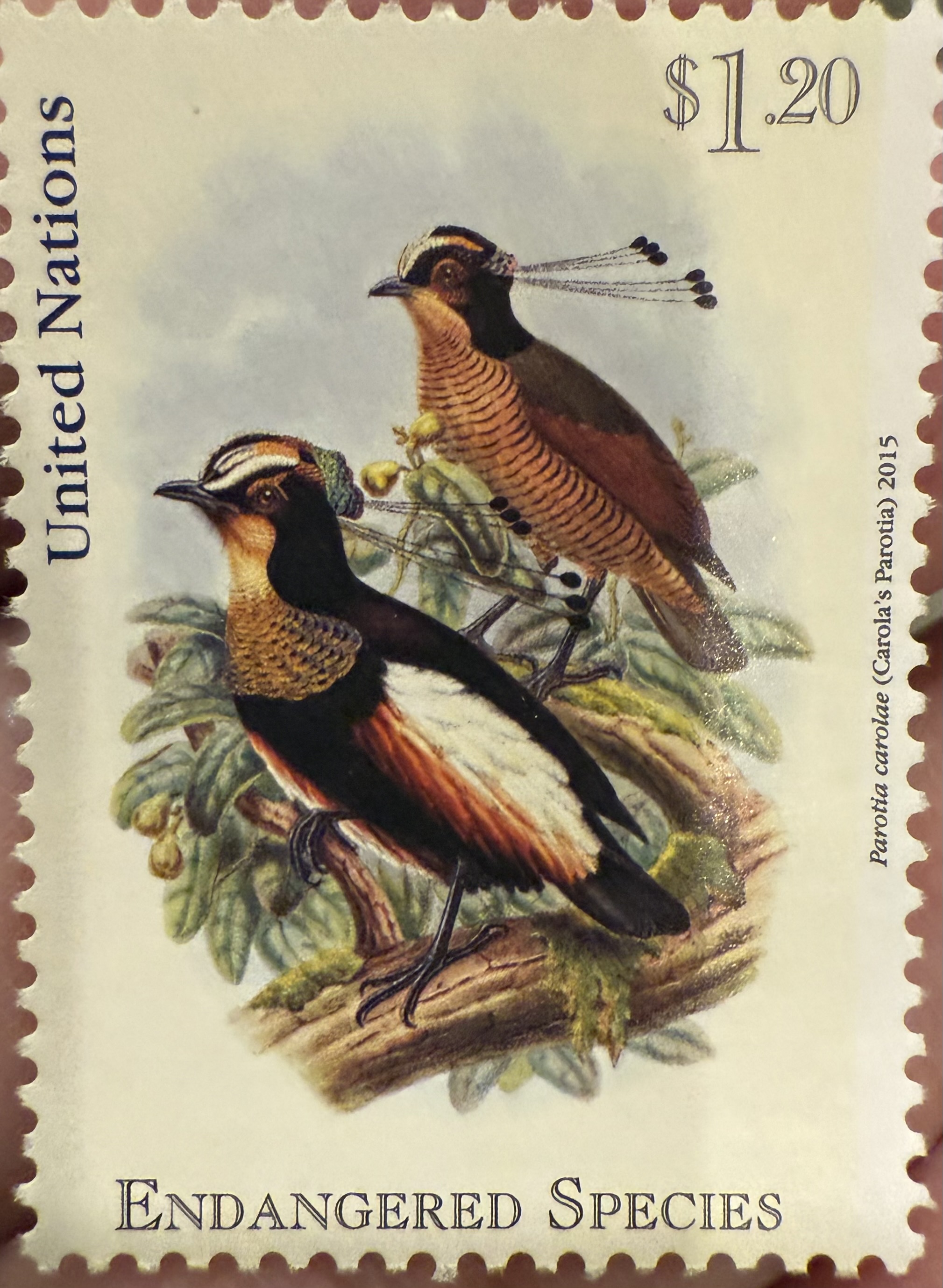 Queen Carlos’s Parotia