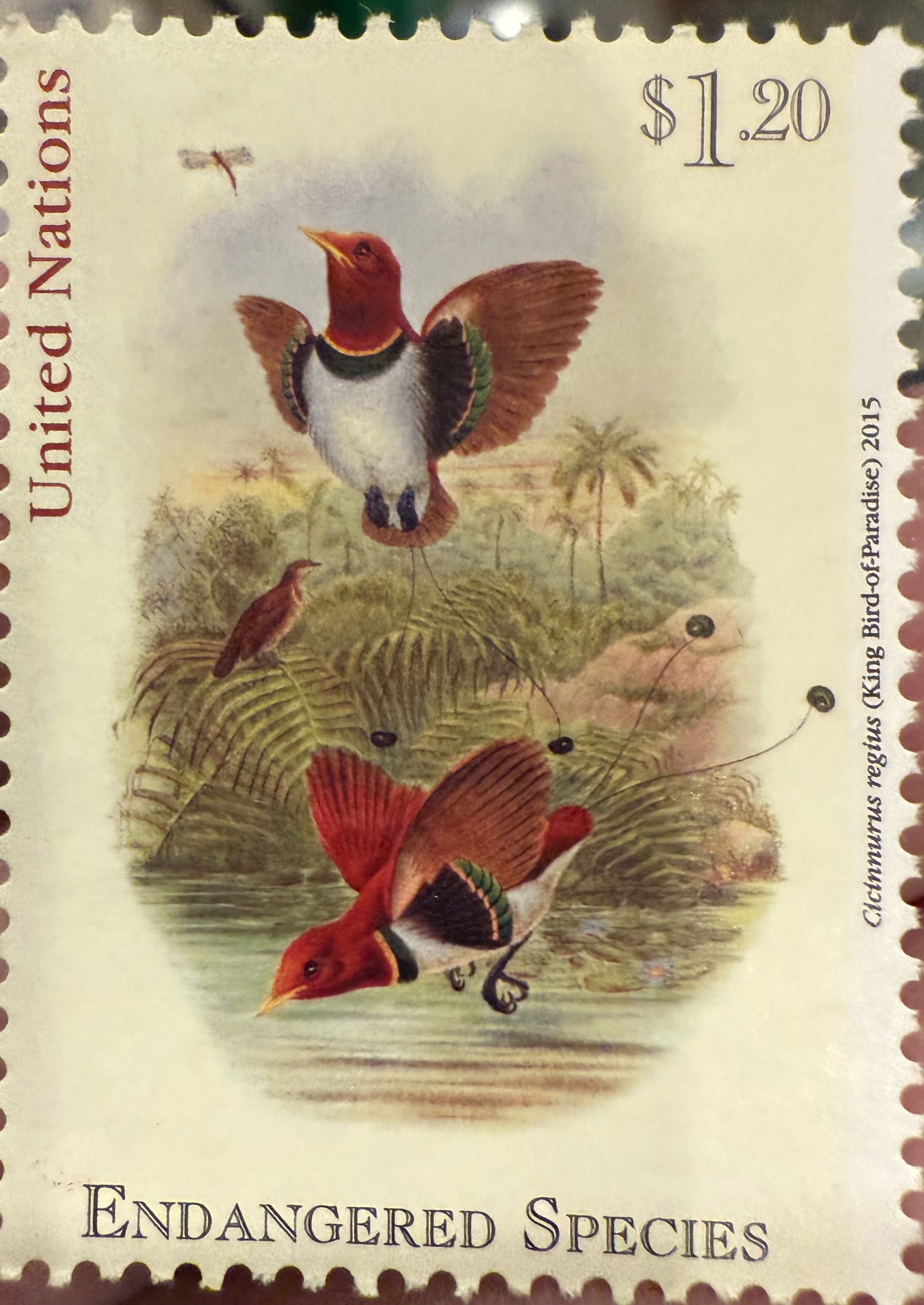 King Bird of Paradise