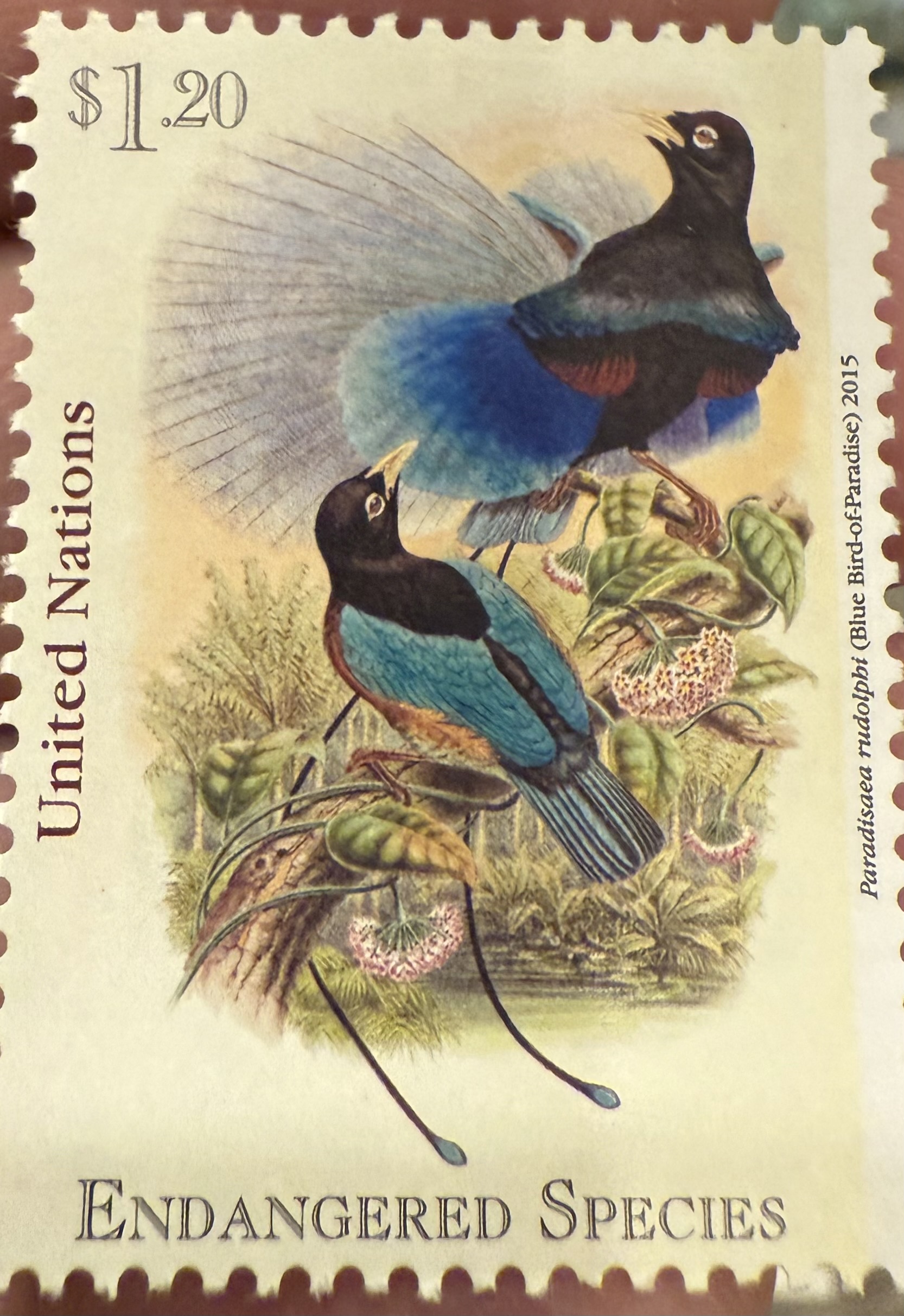 Blue Bird of Paradise