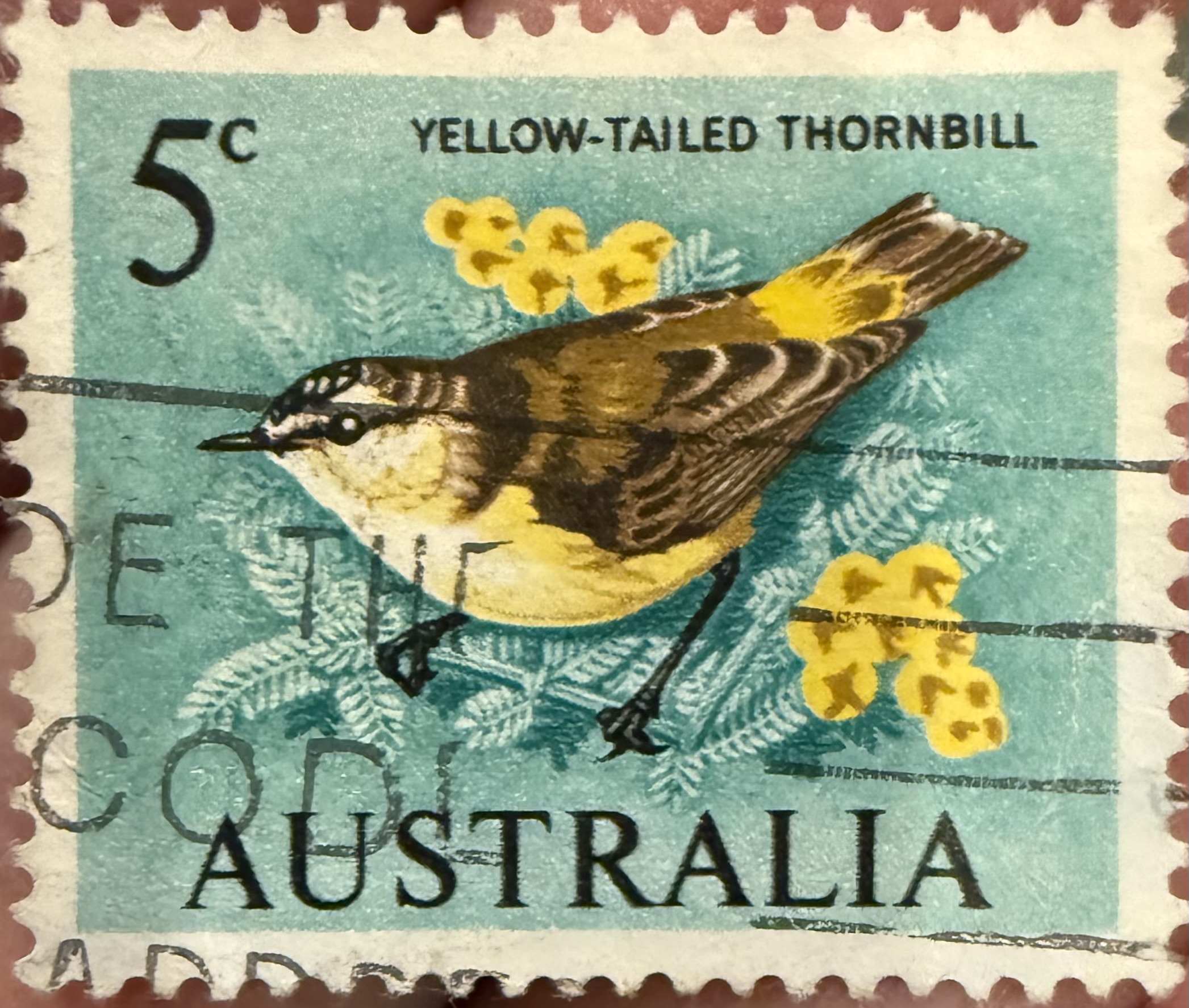 Yellow Tailed Thornbill