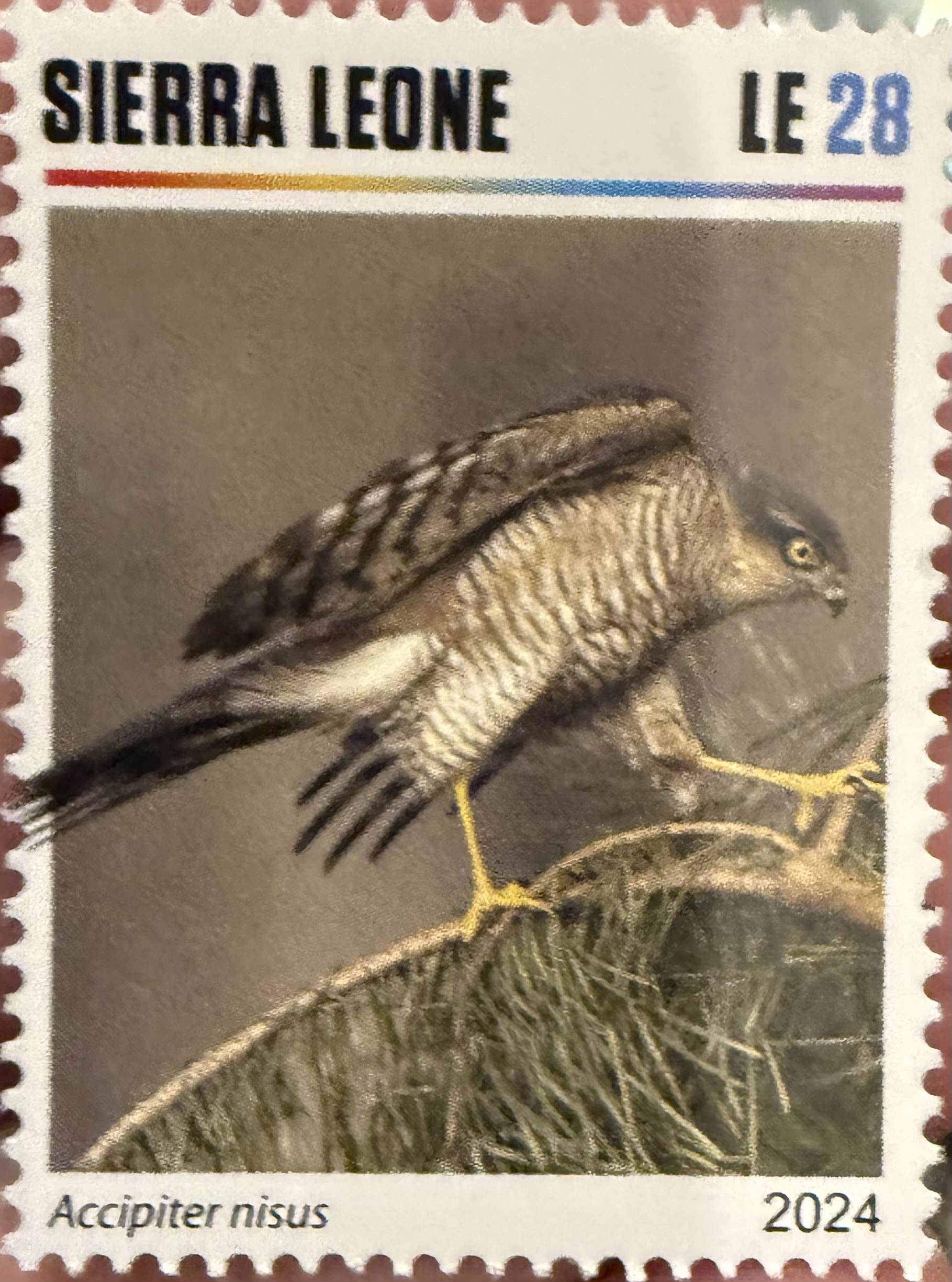 Eurasian Sparrowhawk