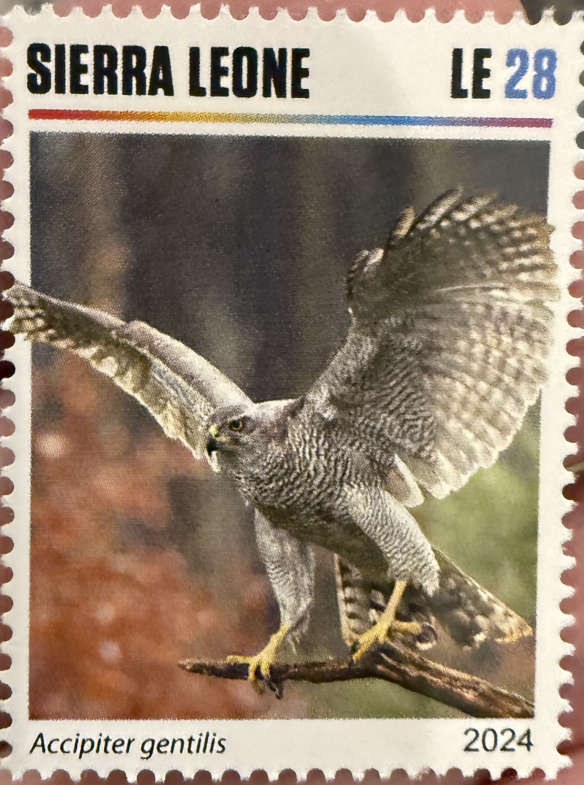 Eurasian Goshawk