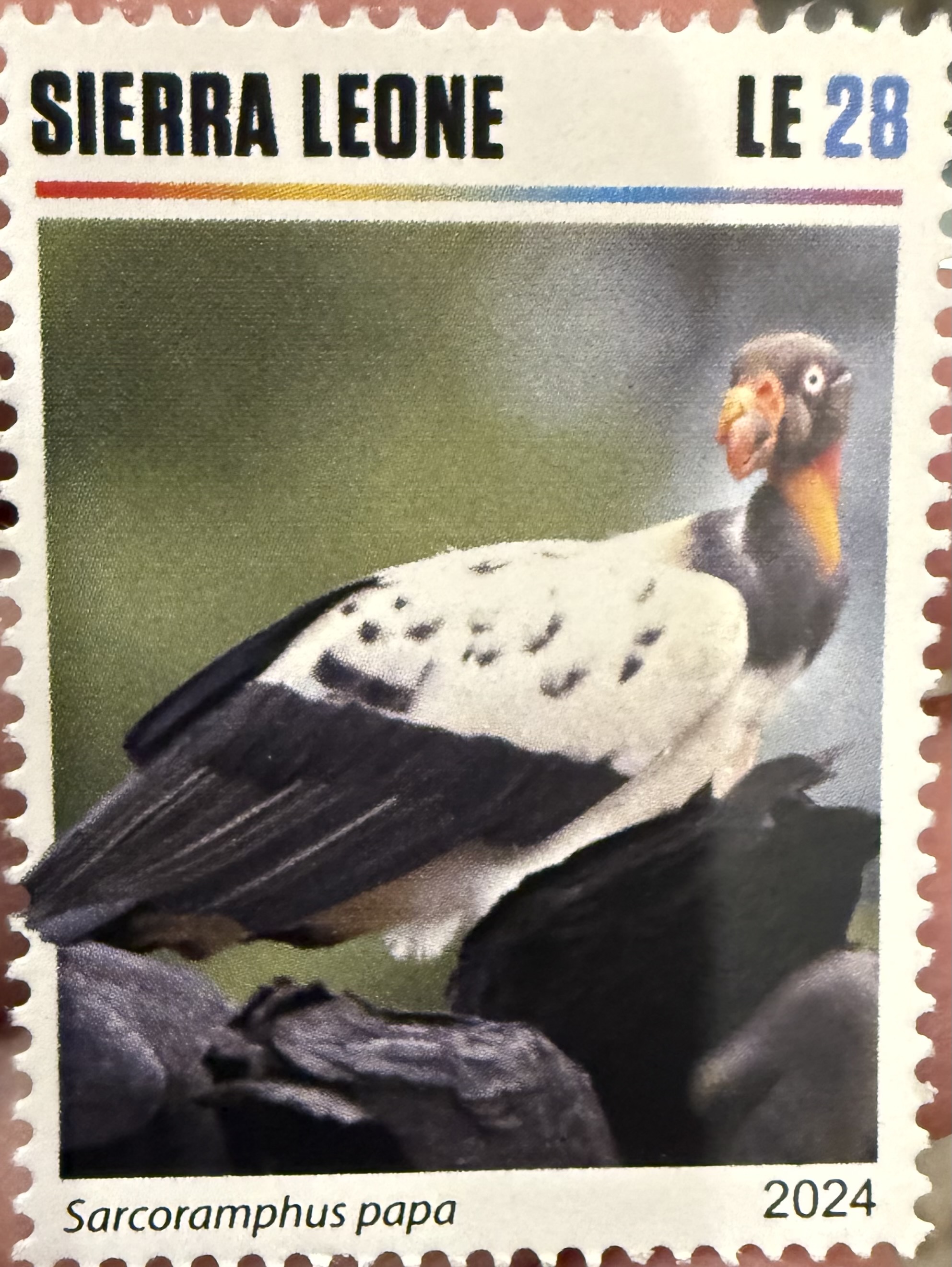 King Vulture-Sierra Leone