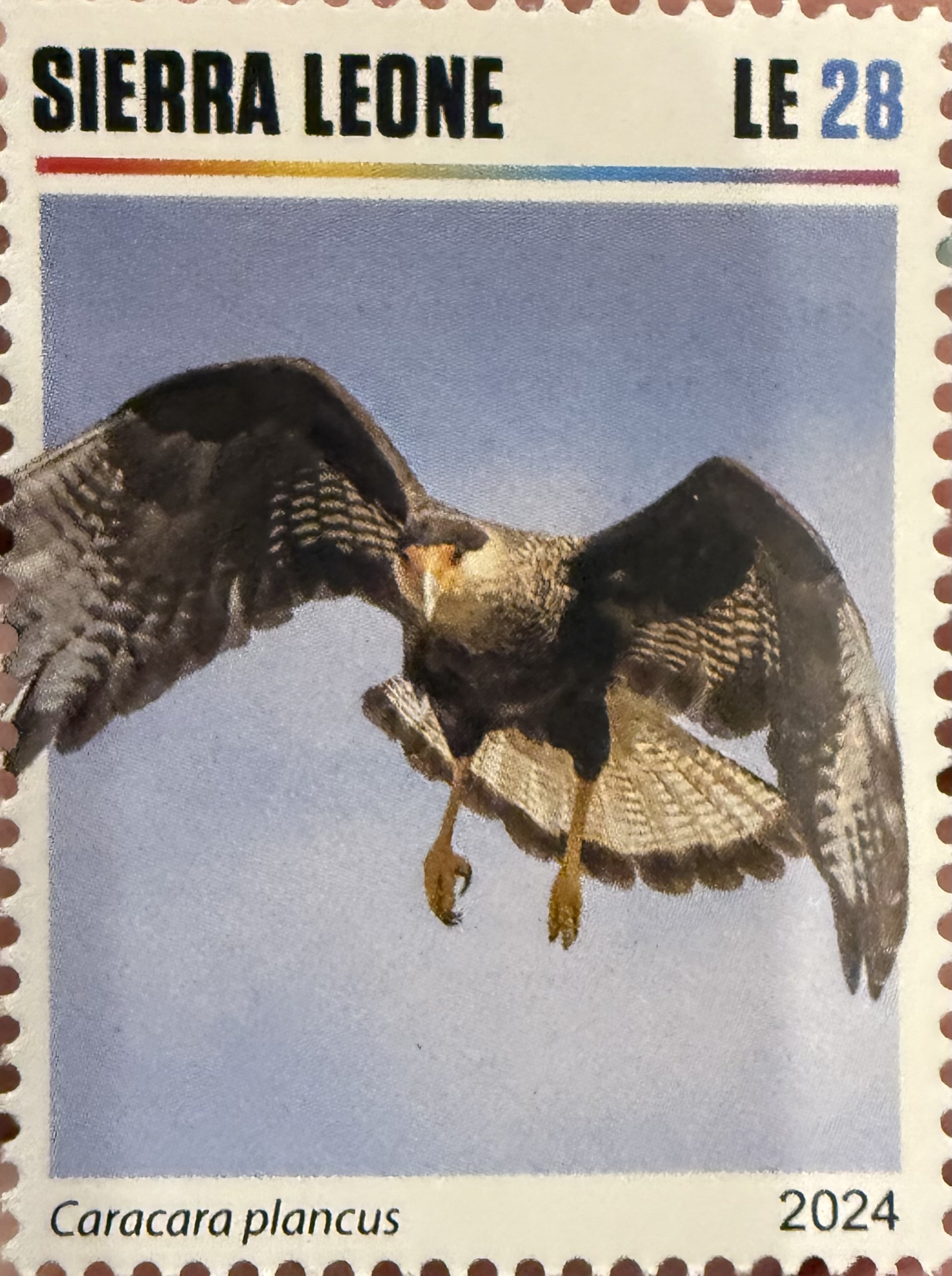Crested Caracara- Sierra Leone