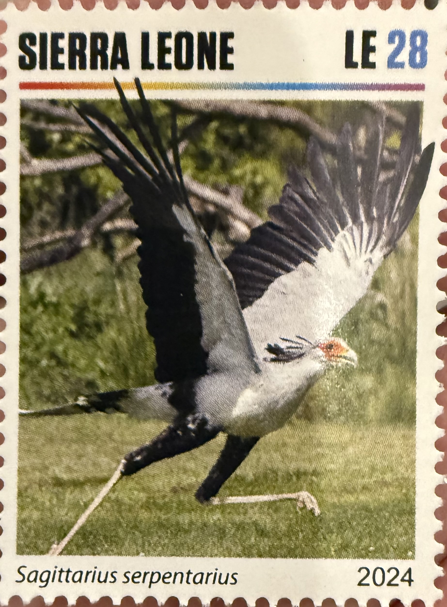 Secretary Bird
