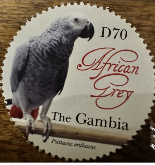 African Grey Parrot- The Gambia