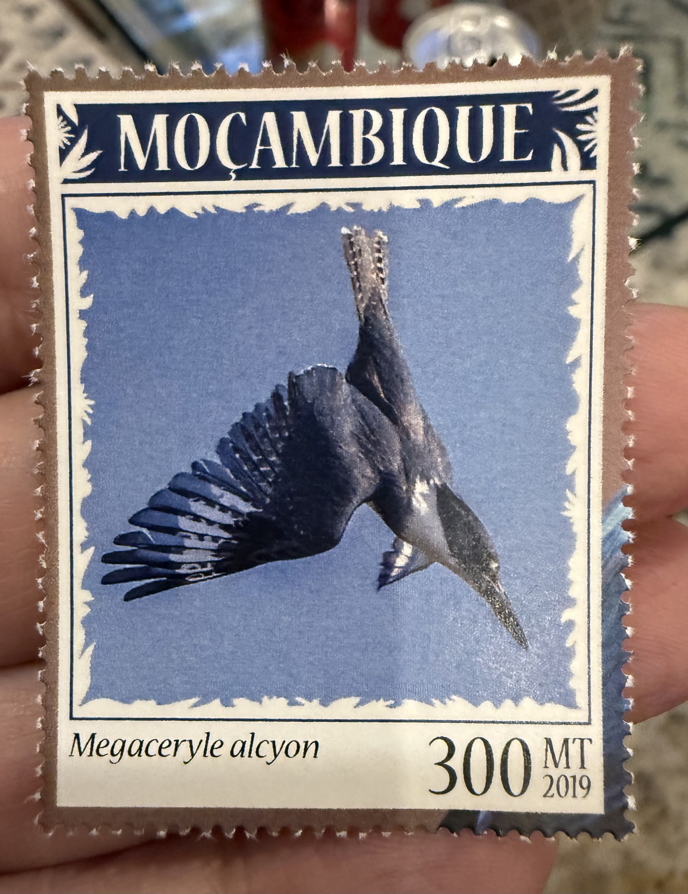 Belted Kingfisher- Mozambique