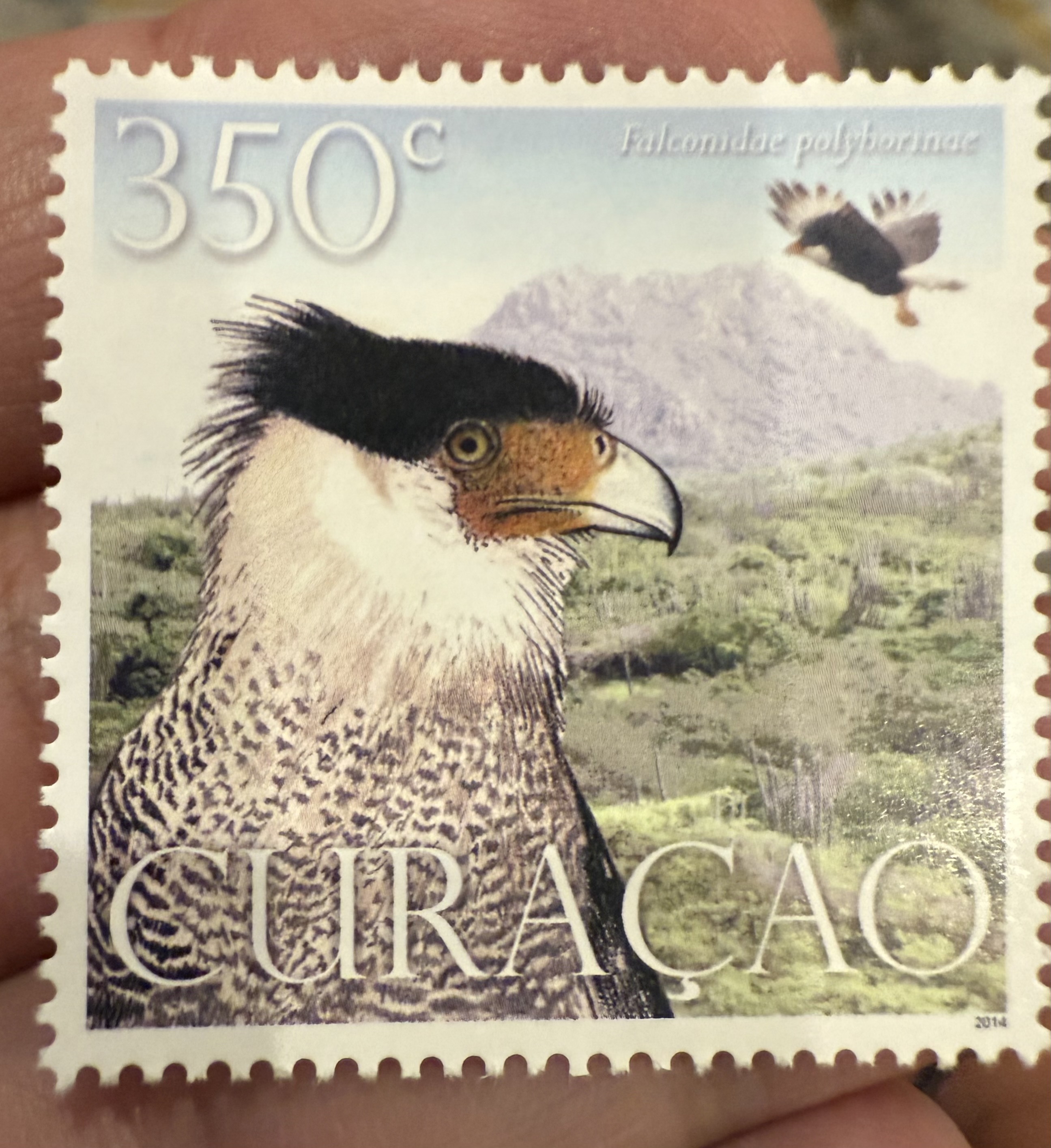 Northern Crested Caracara-Curacao