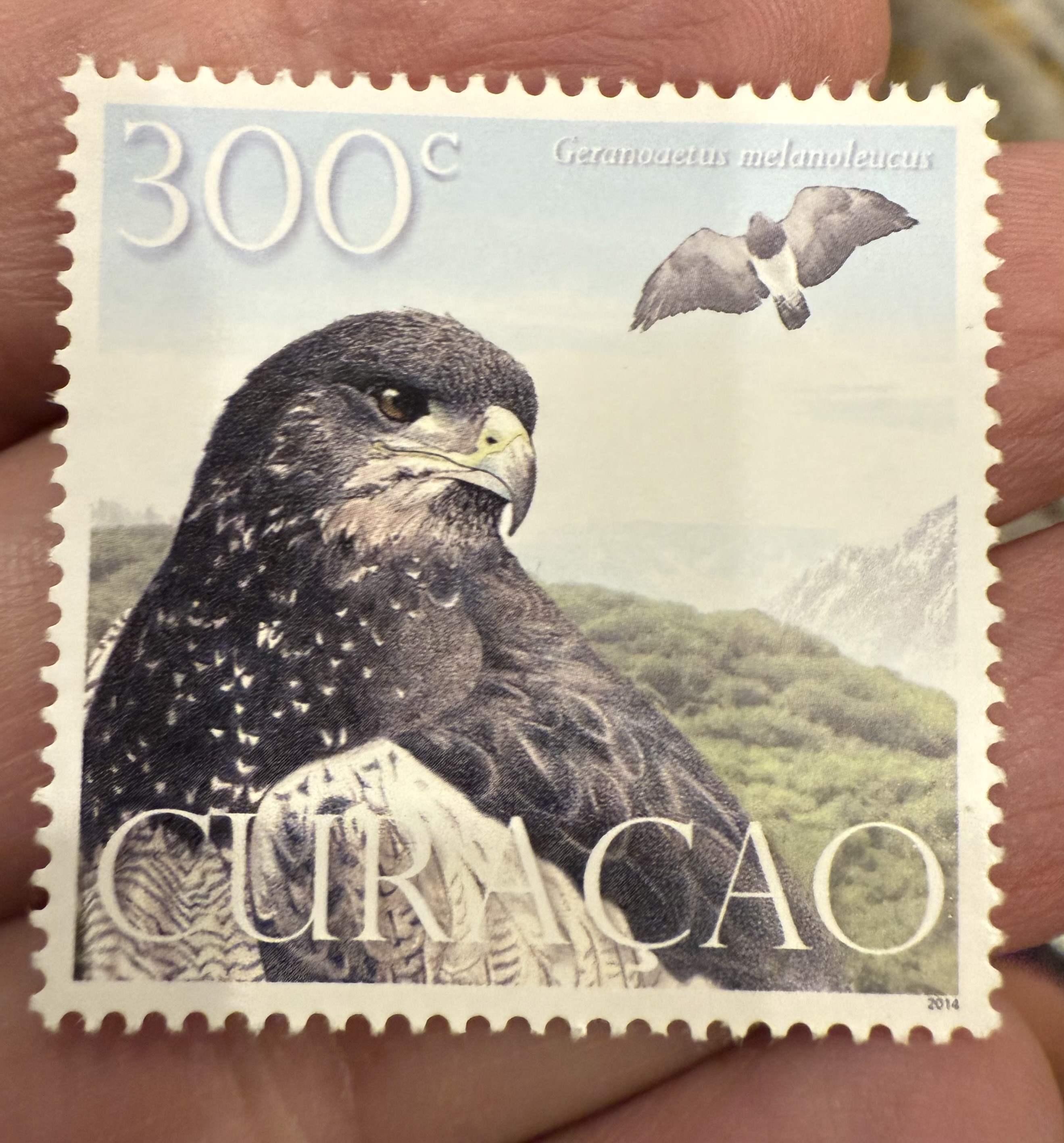 Black Chested Buzzard Eagle