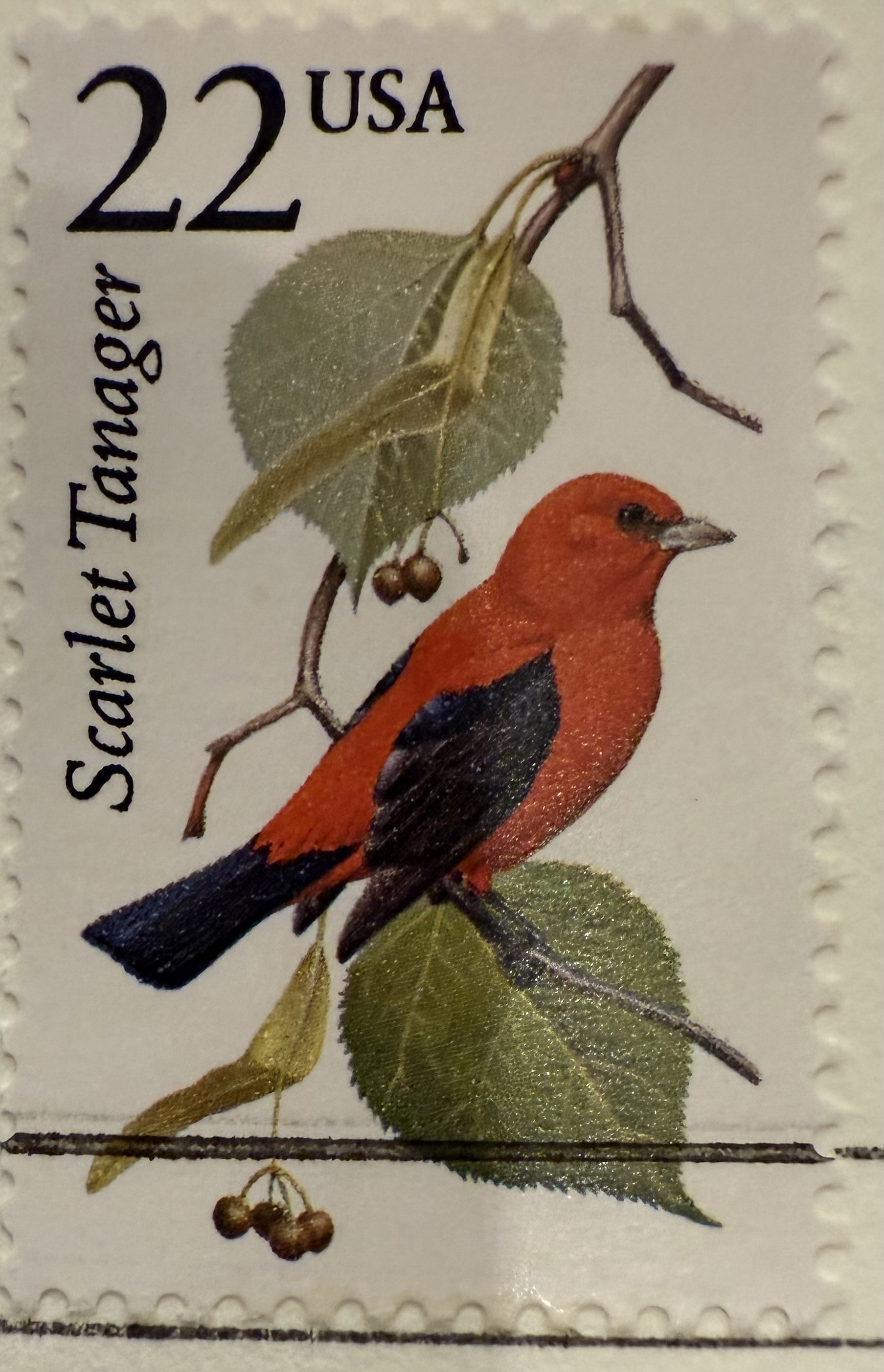 Scarlet Tanager-USA