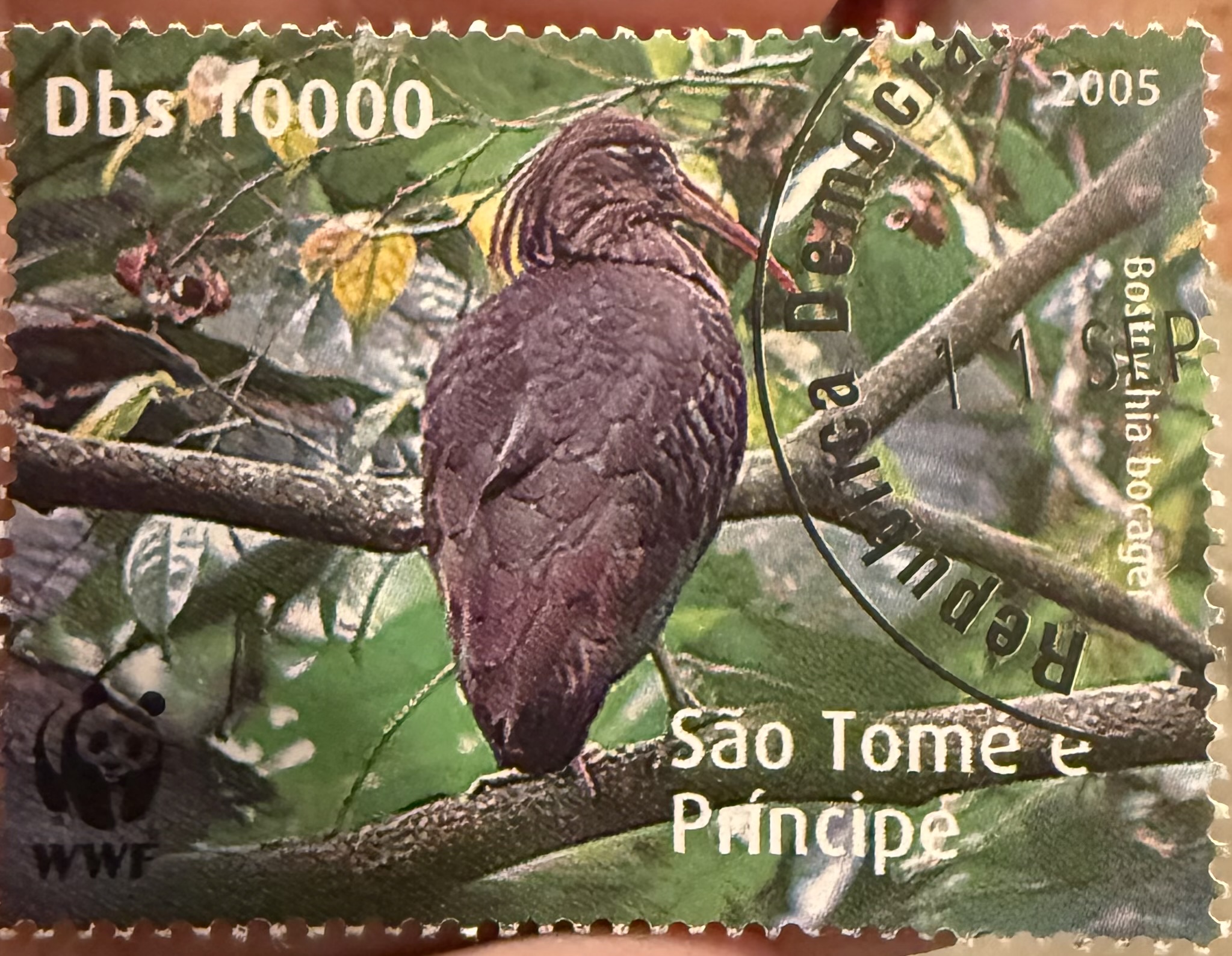 São Tomé Ibis