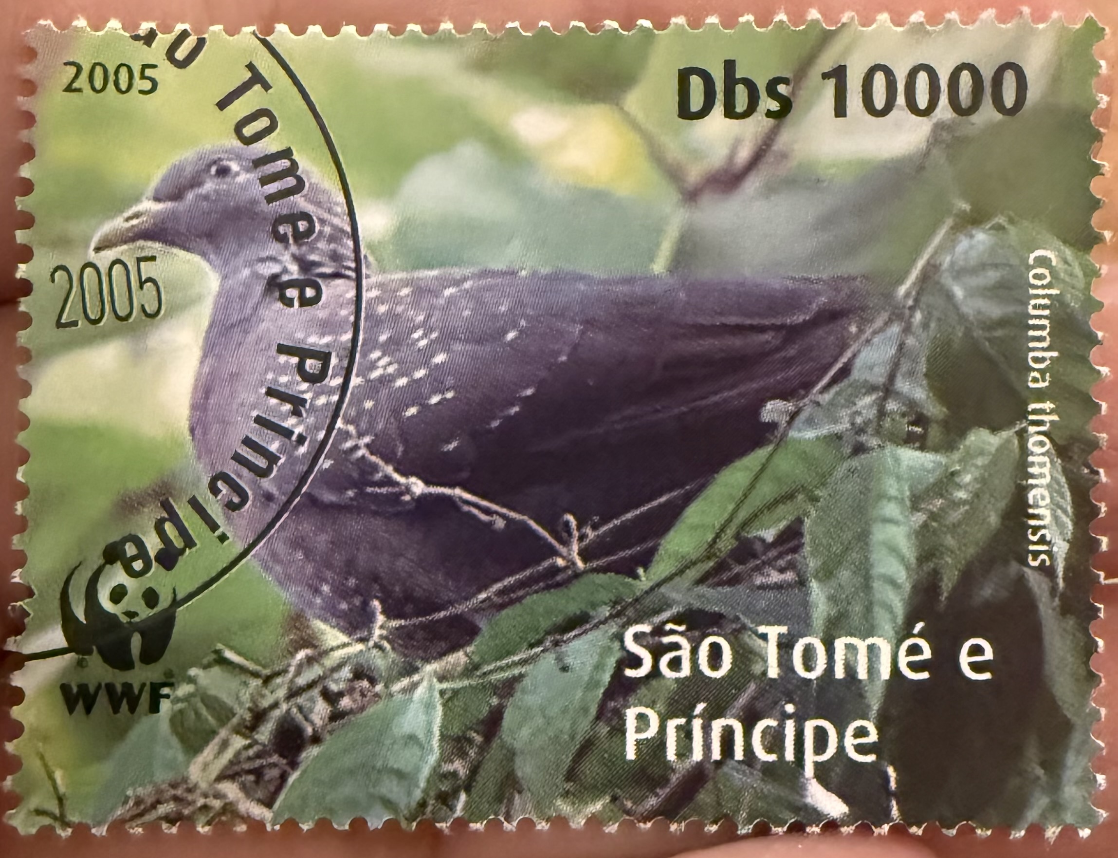 São Tomé Olive Pigeon