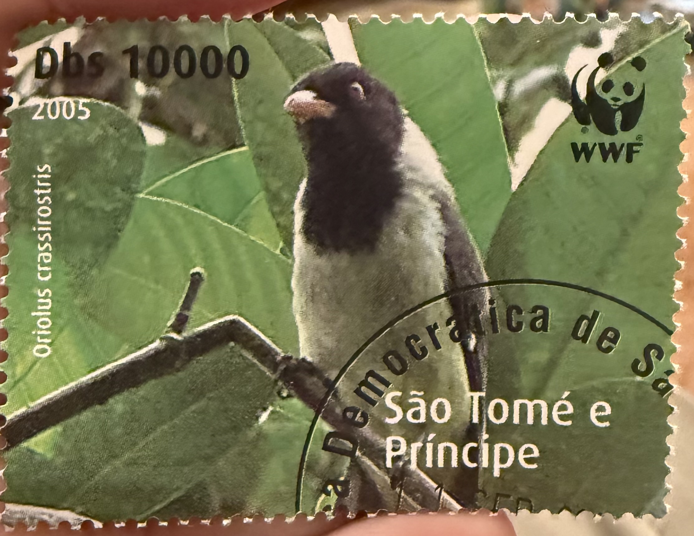São Tomé Oriole