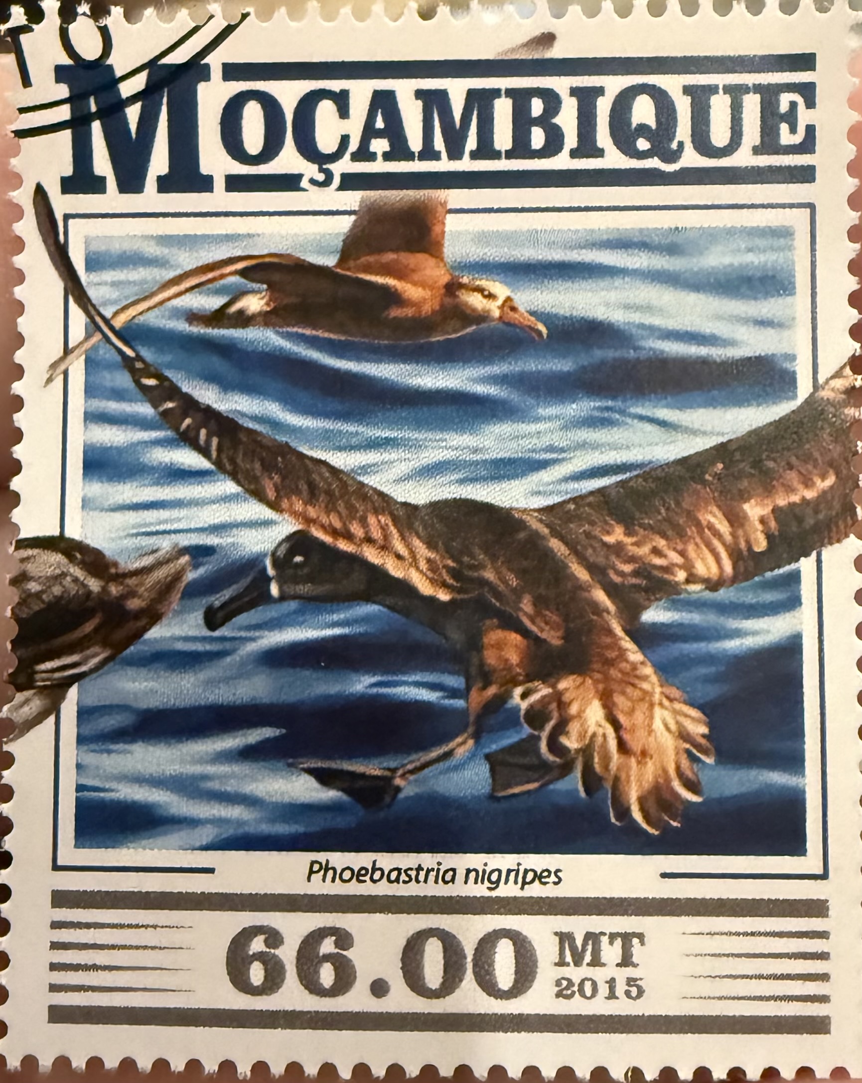 Black Footed Albatross