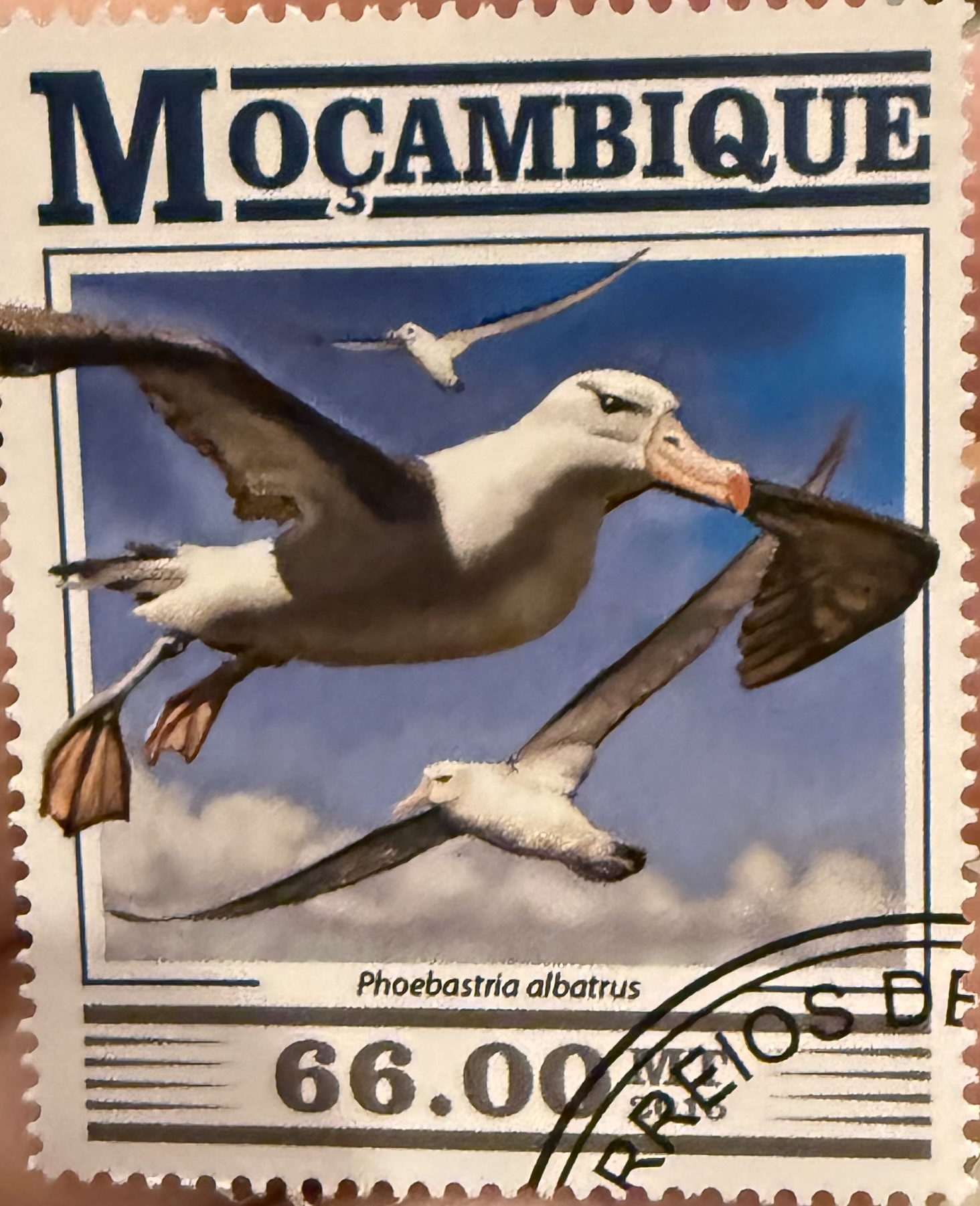 Short Tailed Albatross