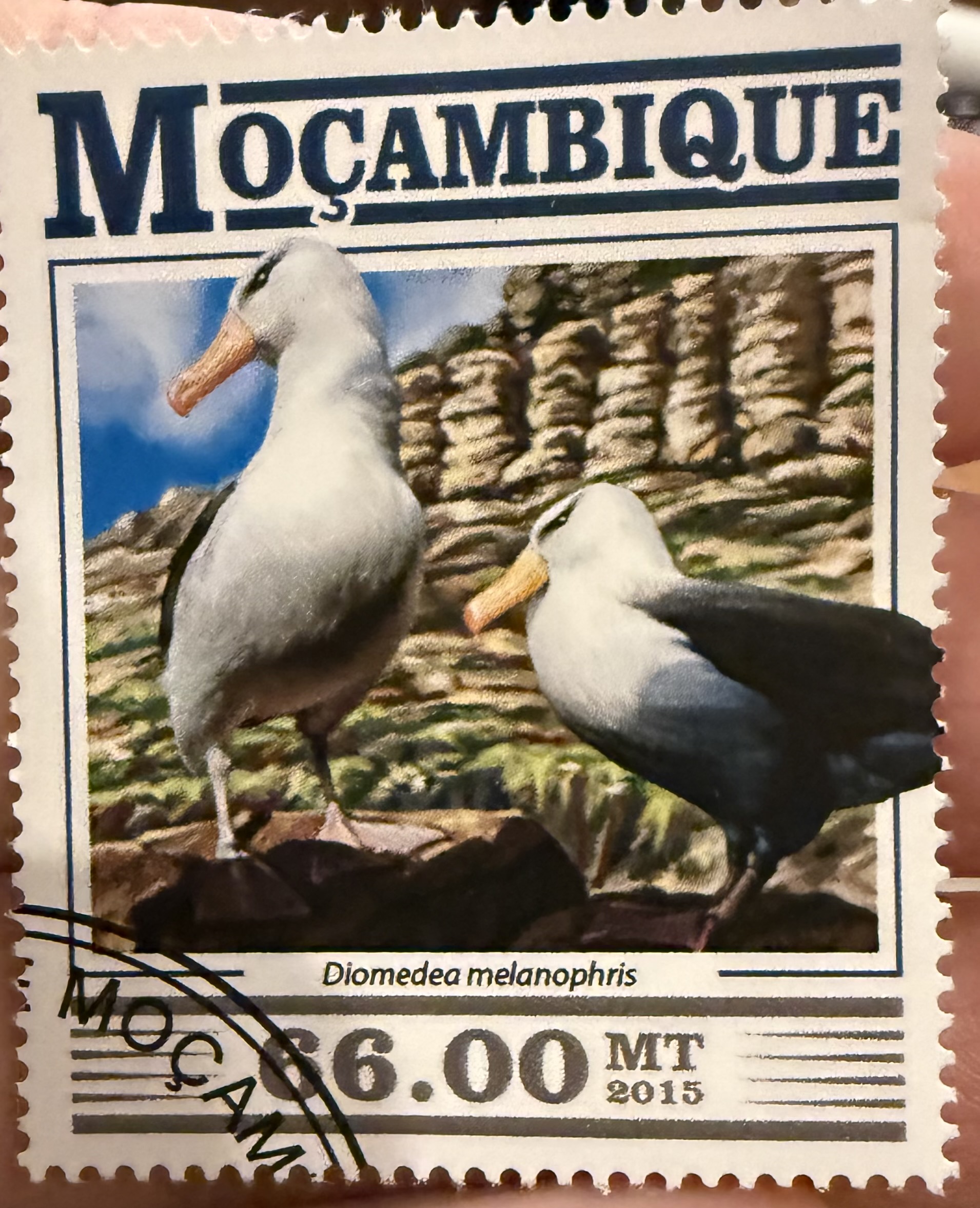 Black Browed Albatross