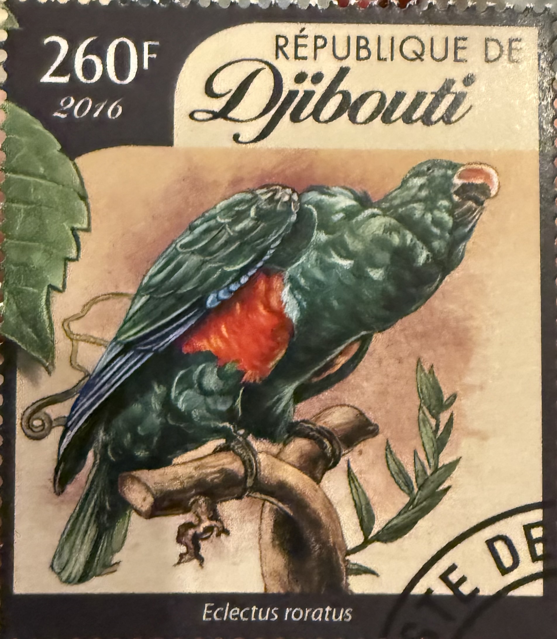 Eclectus Parrot