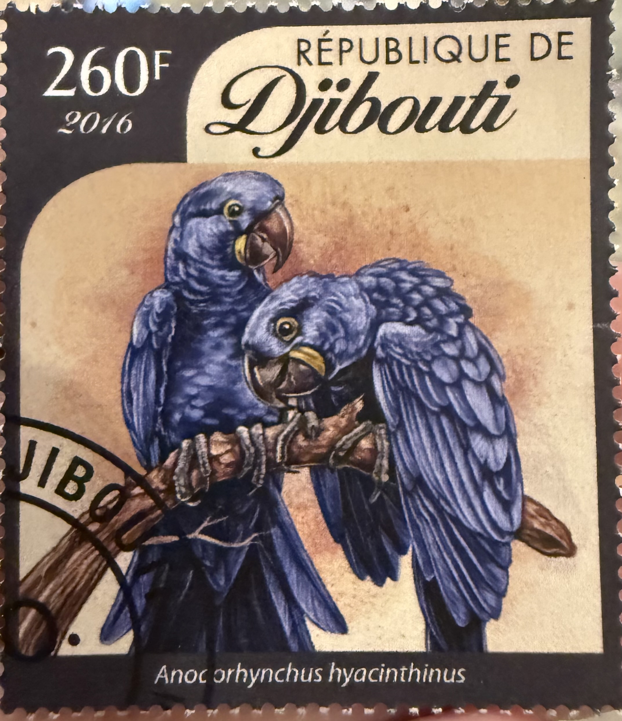 Hyacinth Macaw-Djibuiti