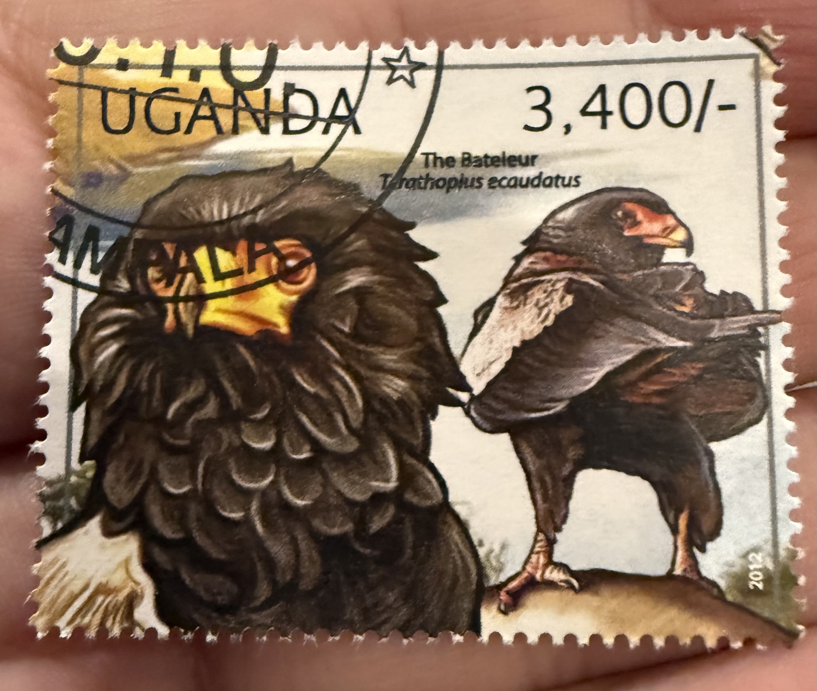 Bateleur Eagle- Uganda