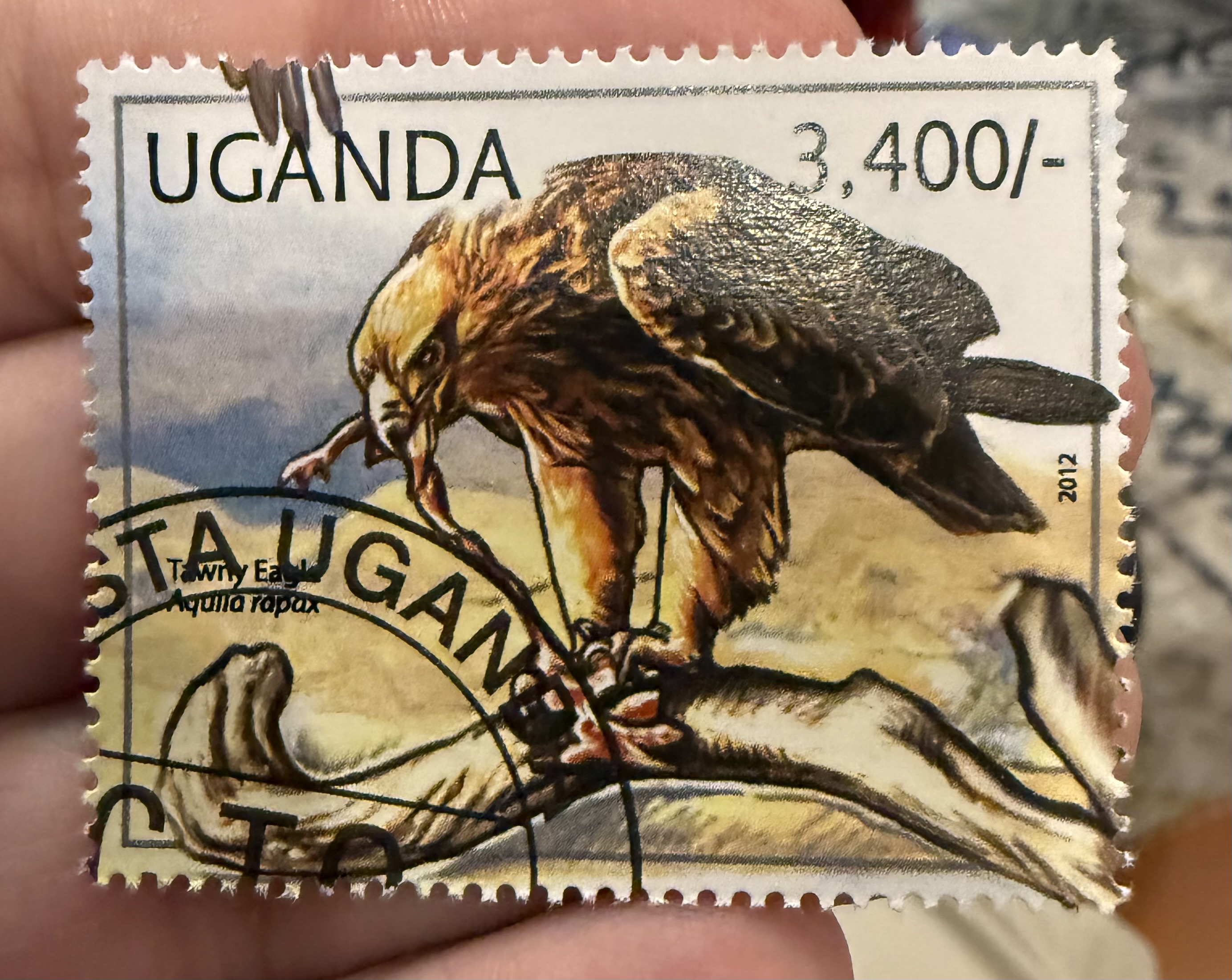 Tawny Eagle-Uganda