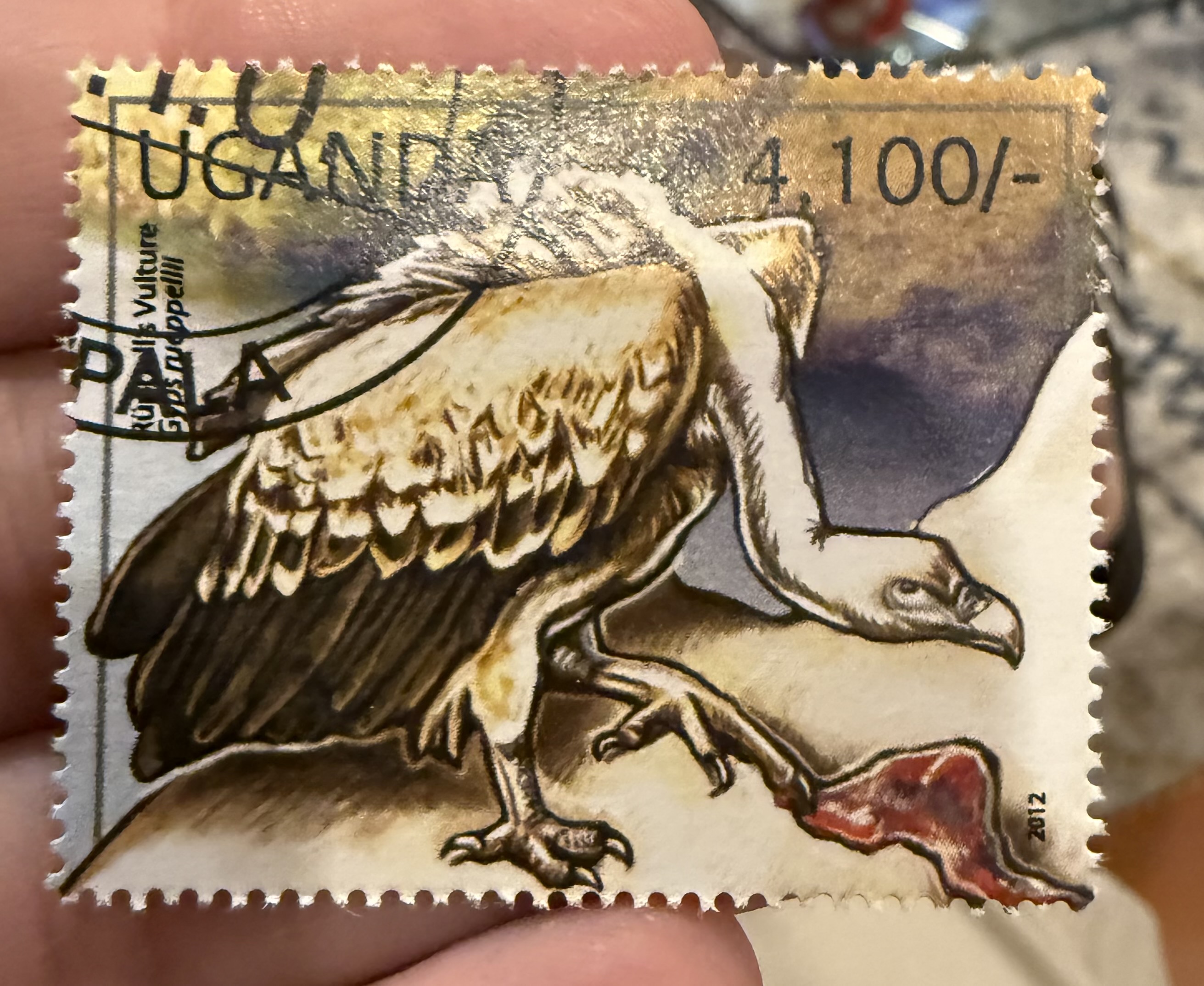 Ruppell’S Vulture-Uganda