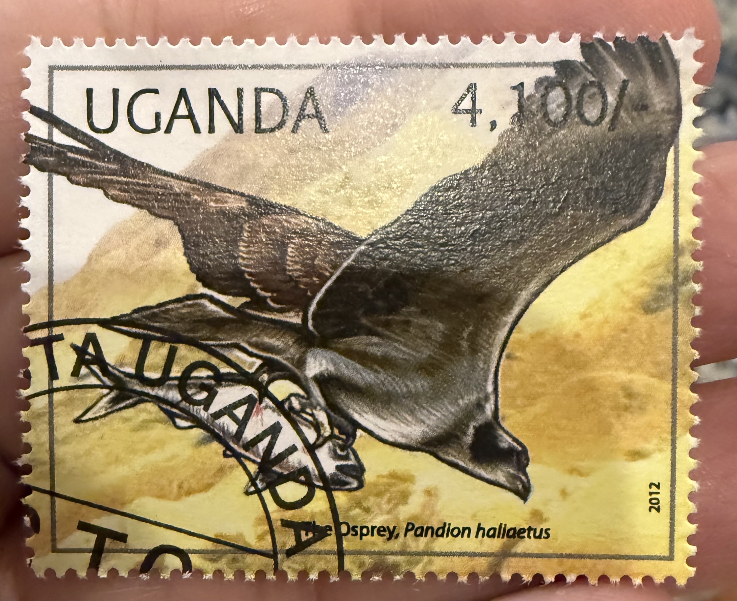 Osprey- Uganda