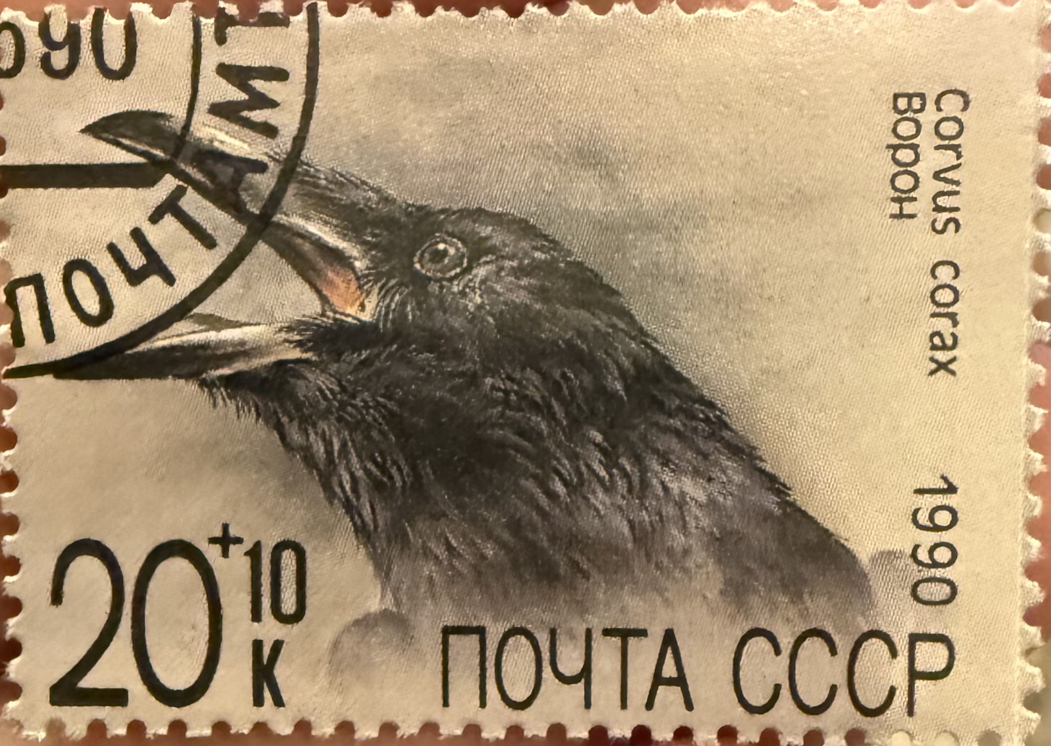 Common Raven-CCCP