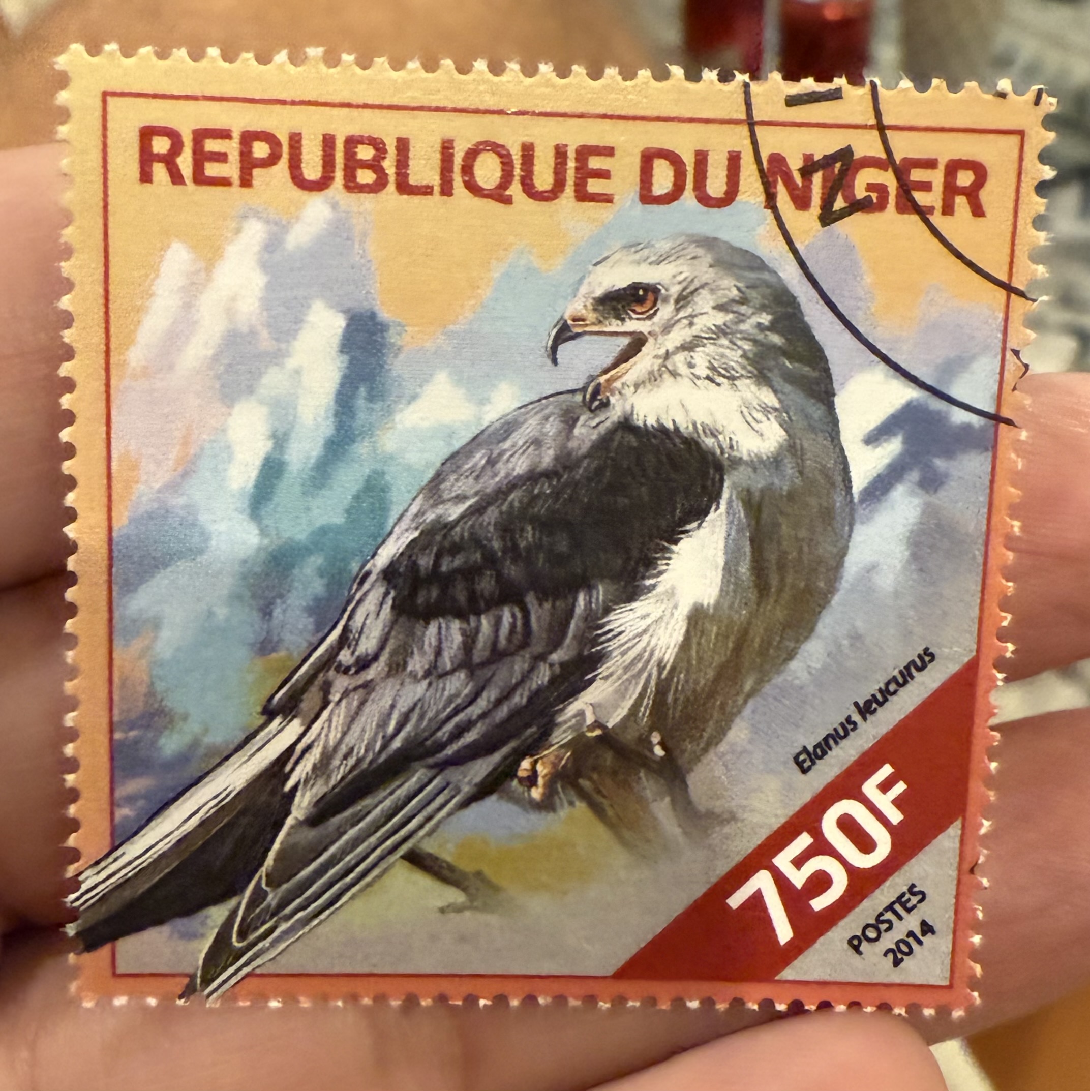 White Tailed Kite-Niger