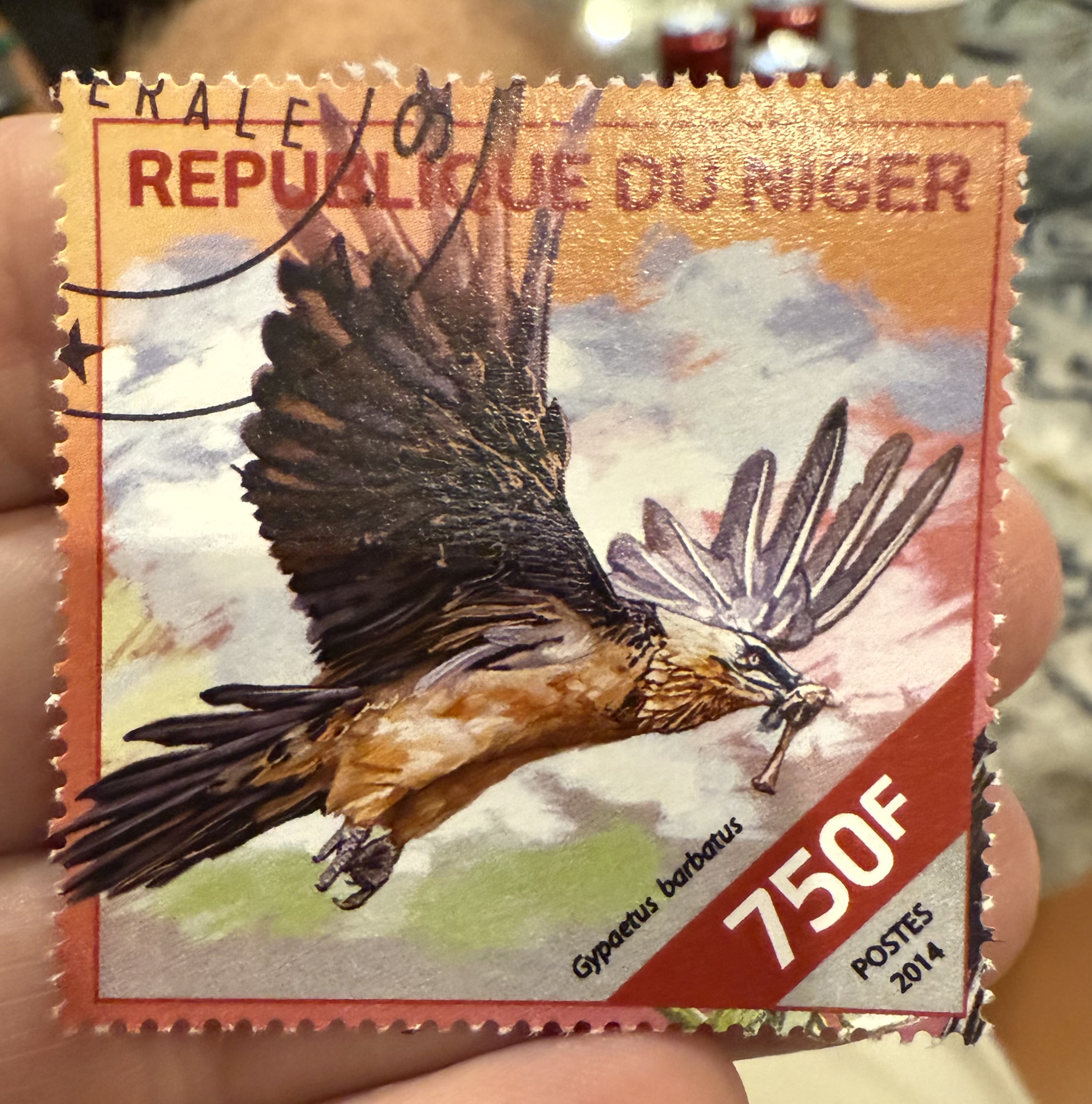 Bearded Vulture-Niger