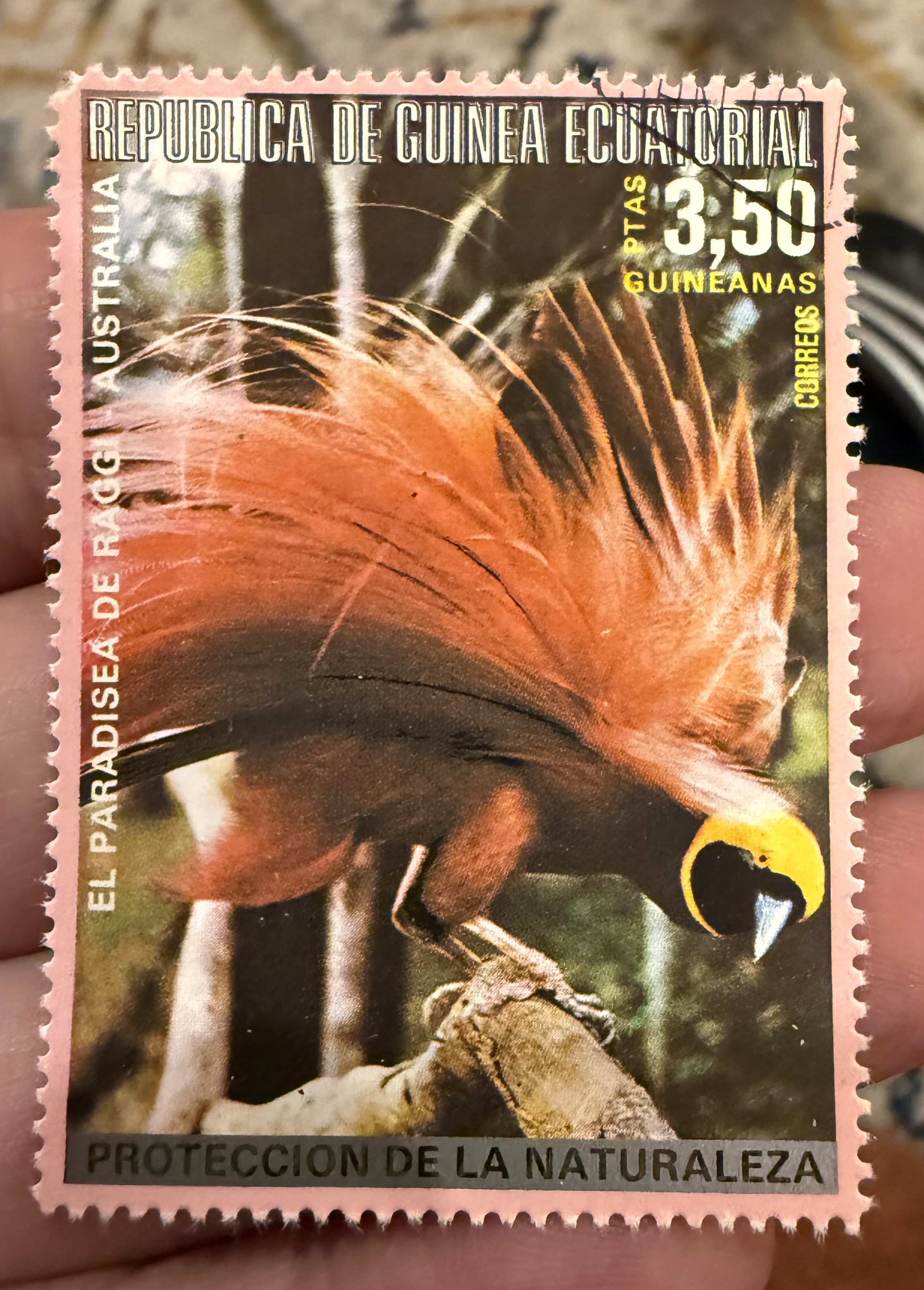 Raggiana Bird of Paradise