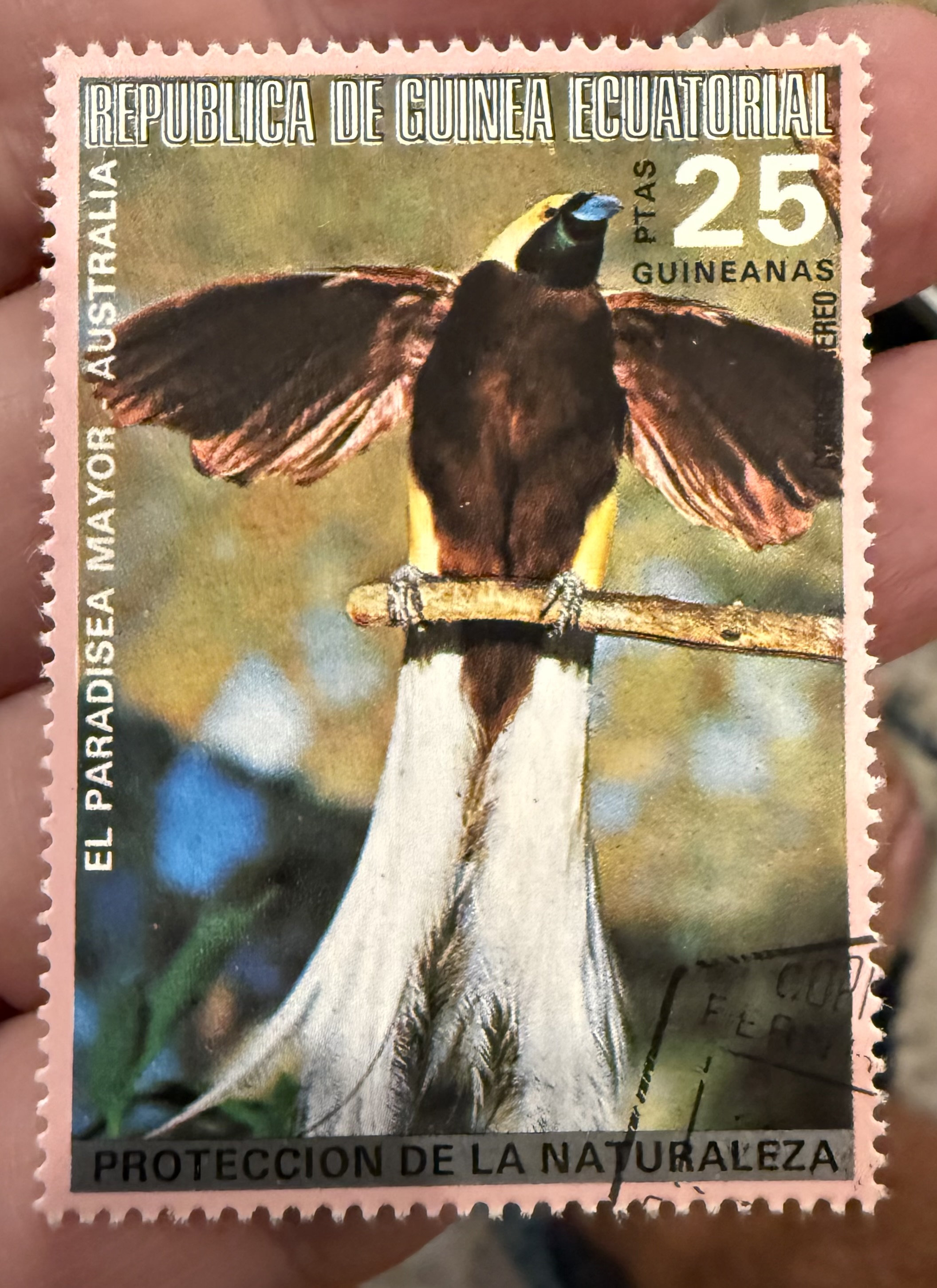 Greater Bird of Paradise-EQ