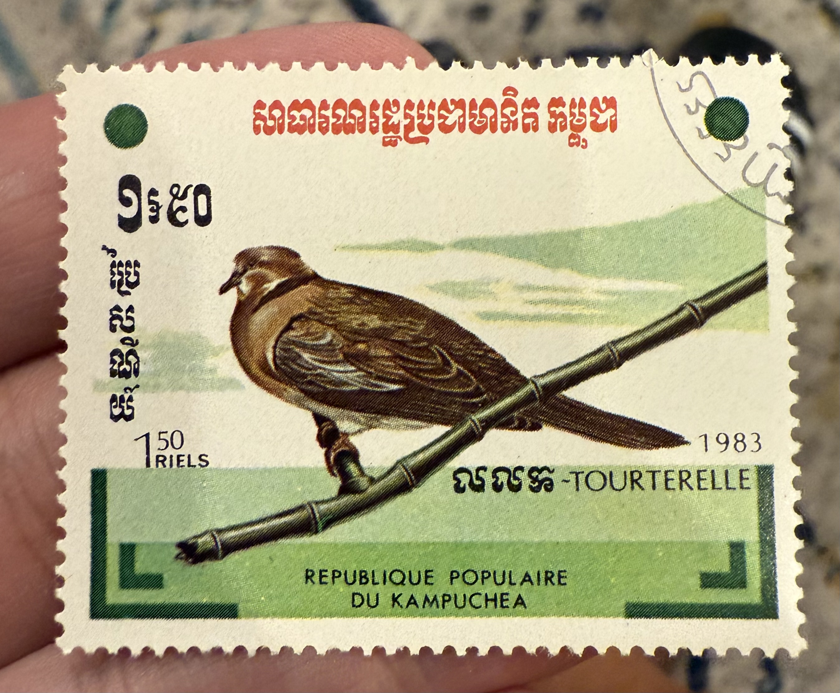 Sounda Collared Dove