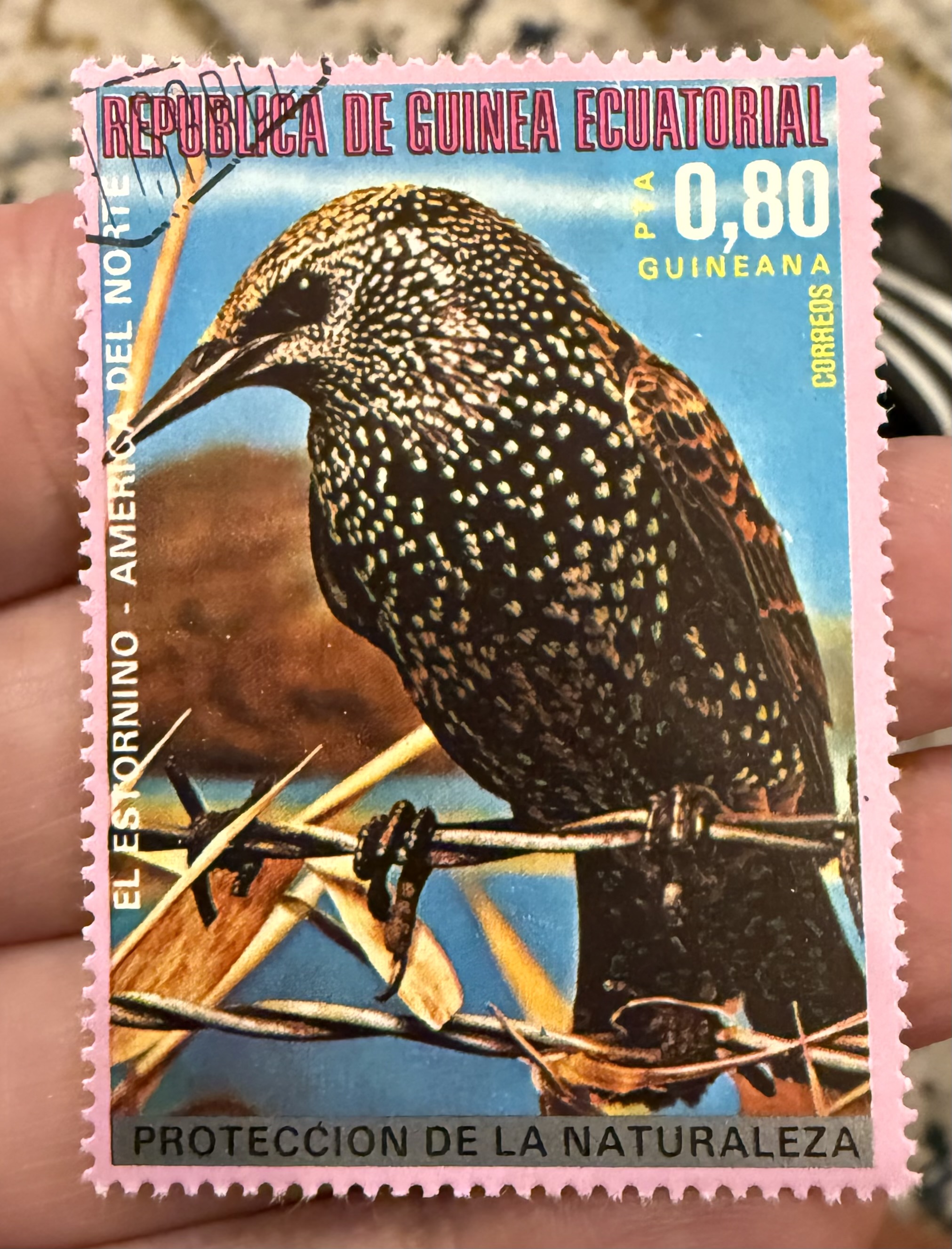 Common Starling-EQ
