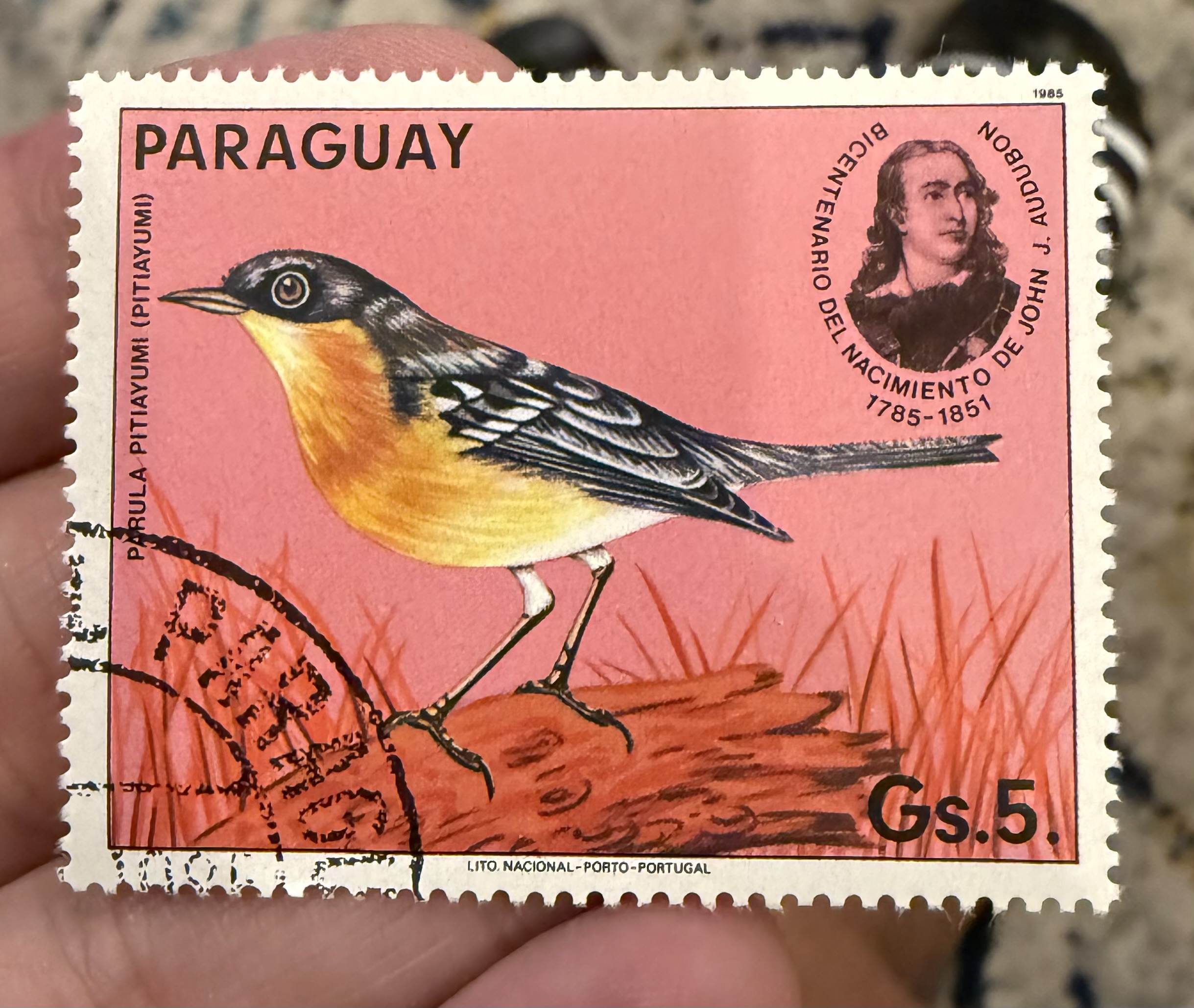 Tropical Parula