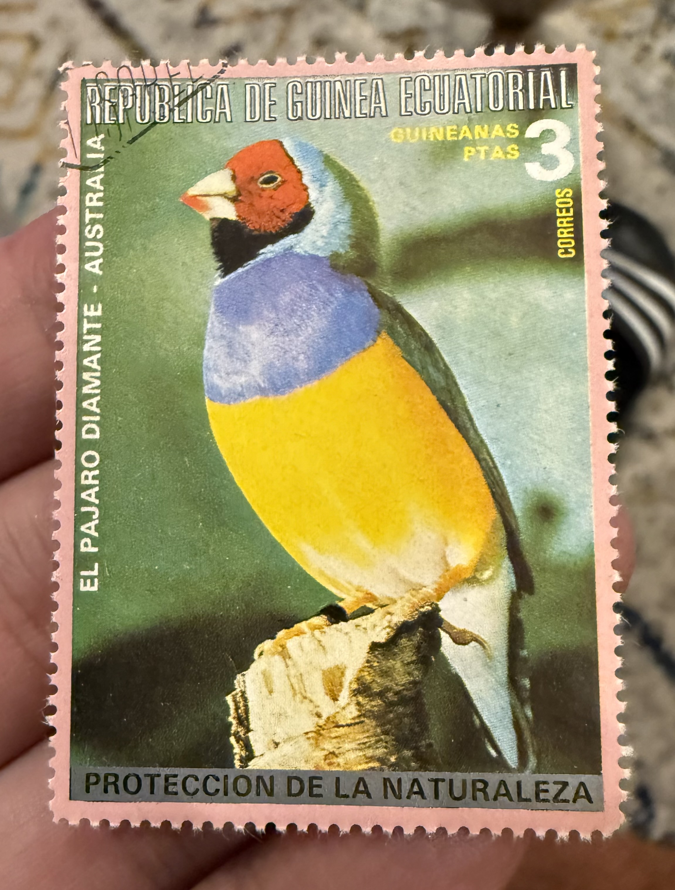 Gouldian Finch-EQ